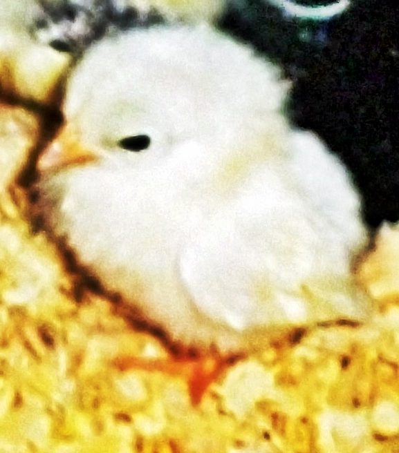 Look at the back of this 2014 tiny tiny chick, it also is white, the only accepted color for the APA/ABA Serama. This chick went to a breeder who wanted to get started in Serama,

The 2014 chicks are small !!