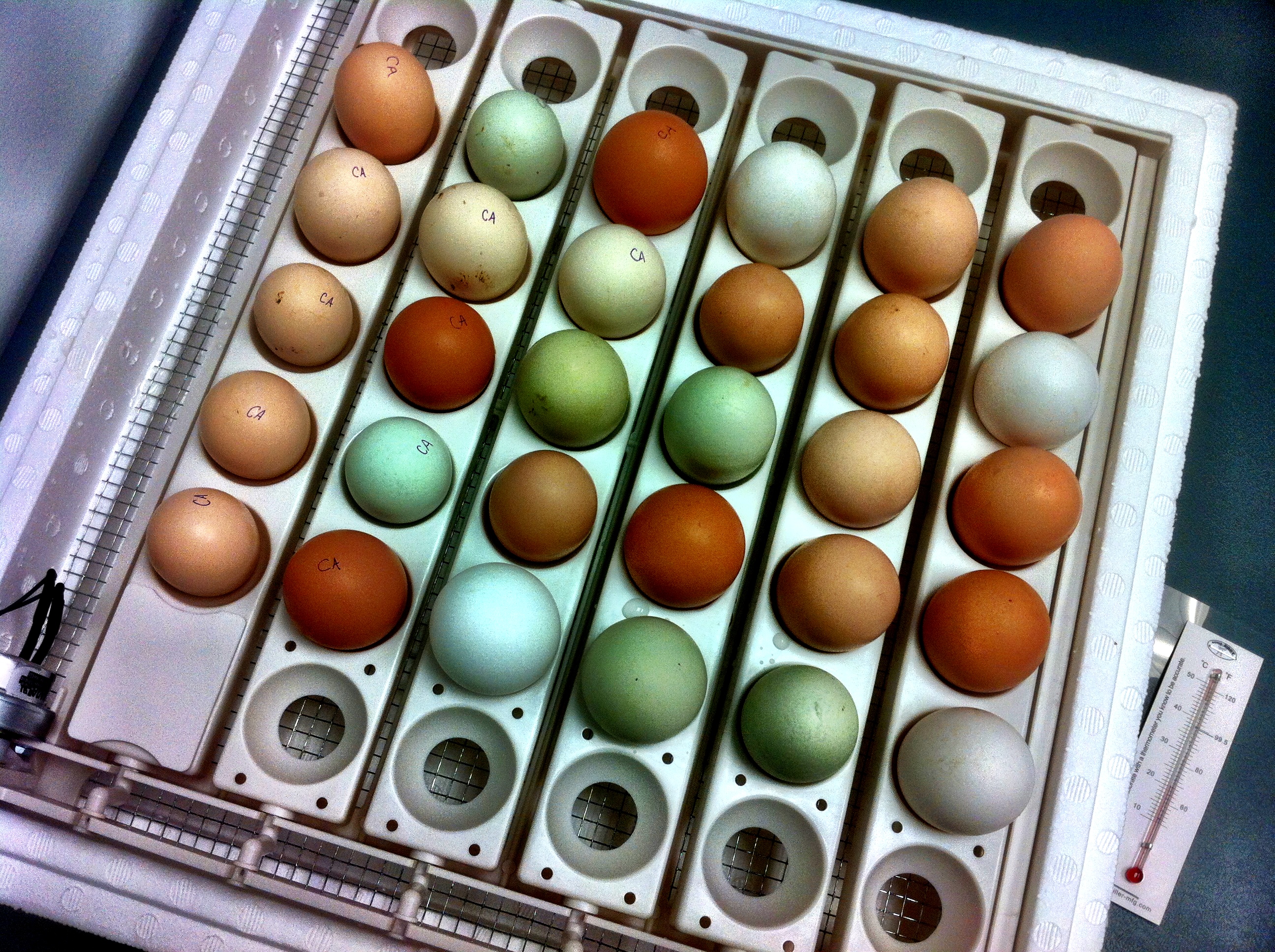 Look at these lovelies!  We can't wait to see who hatches out!  :)