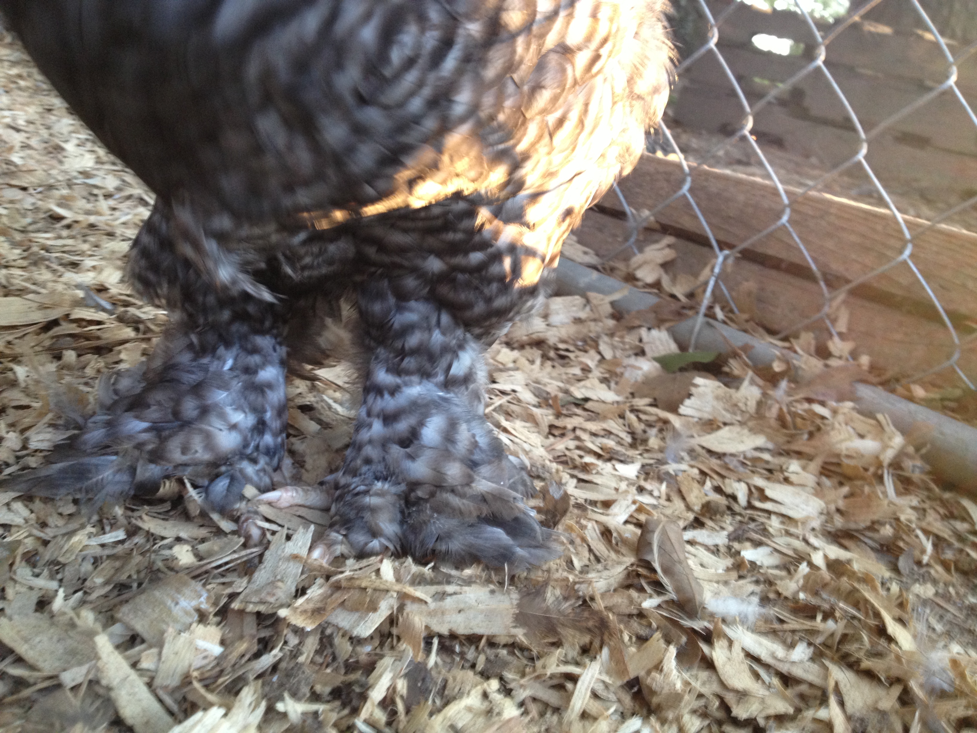 Look at those fluffy feet!