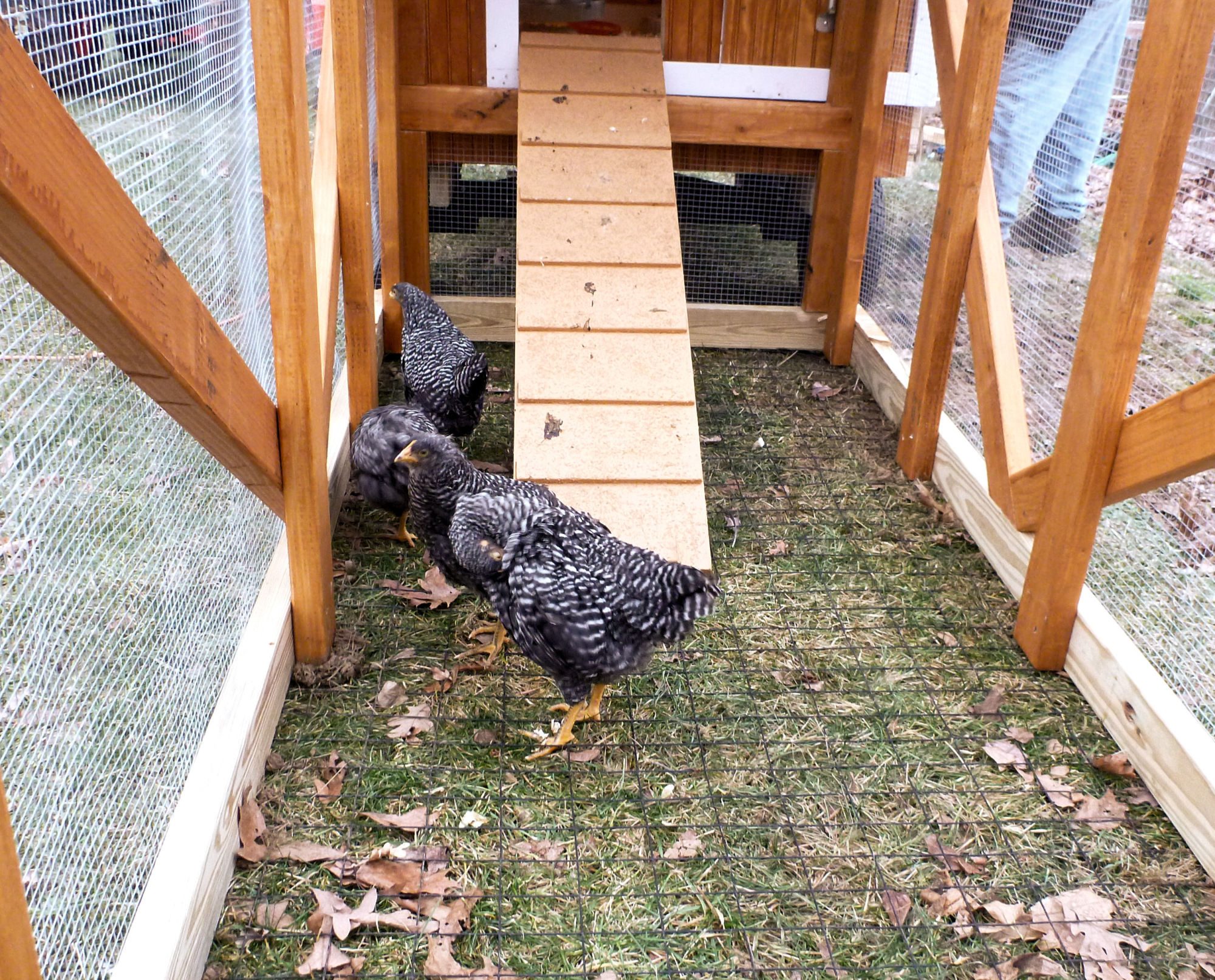 Look how happy they are. Just about 2 months old.
