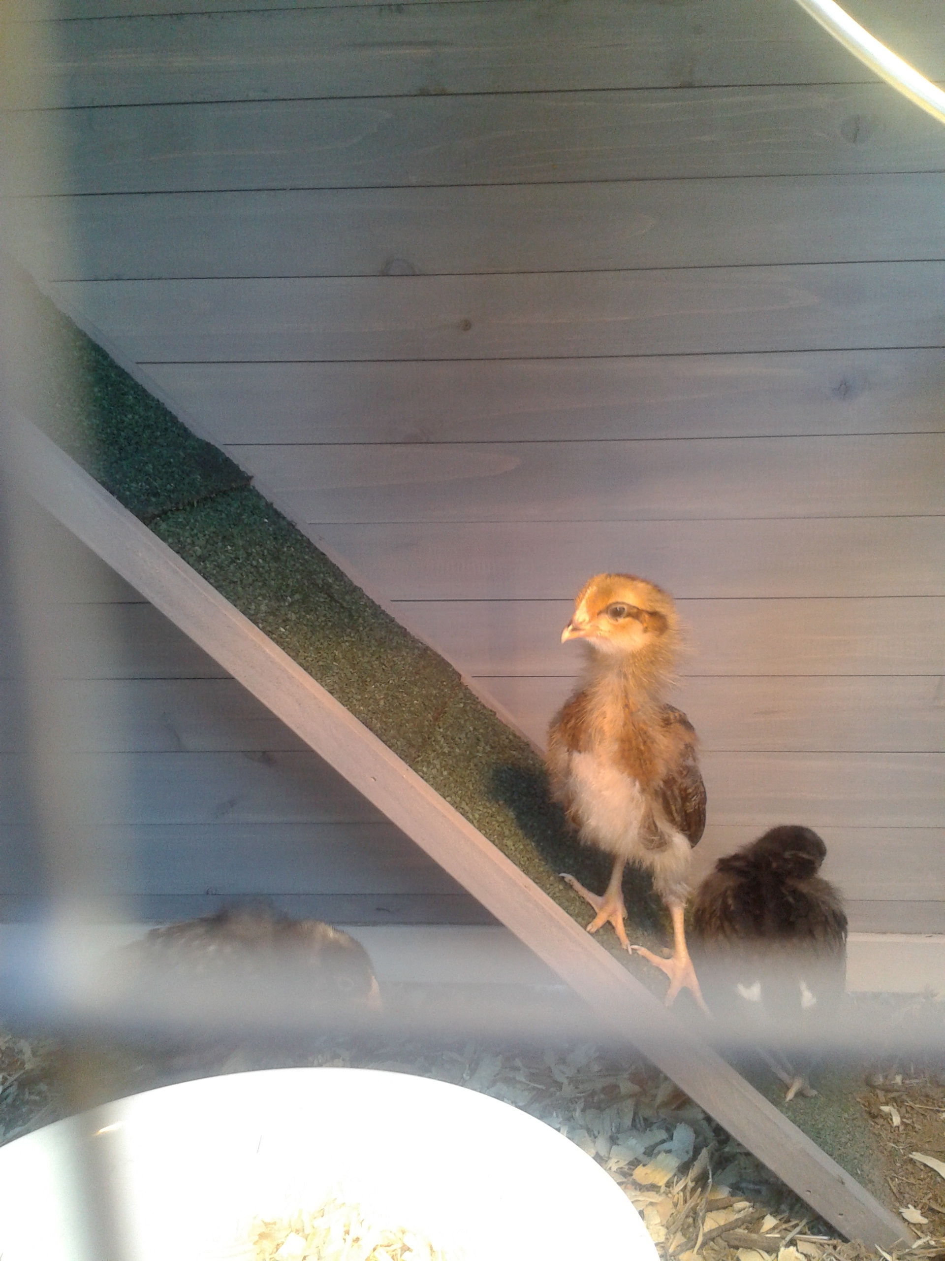 "Look I did it mom!!"