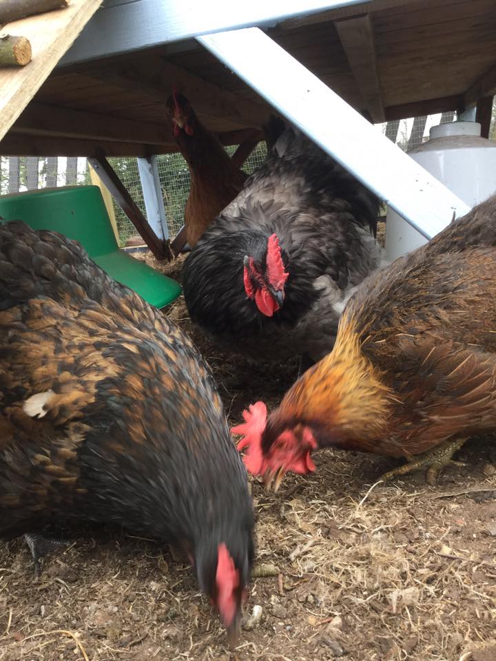 Look in the background, under the coop...