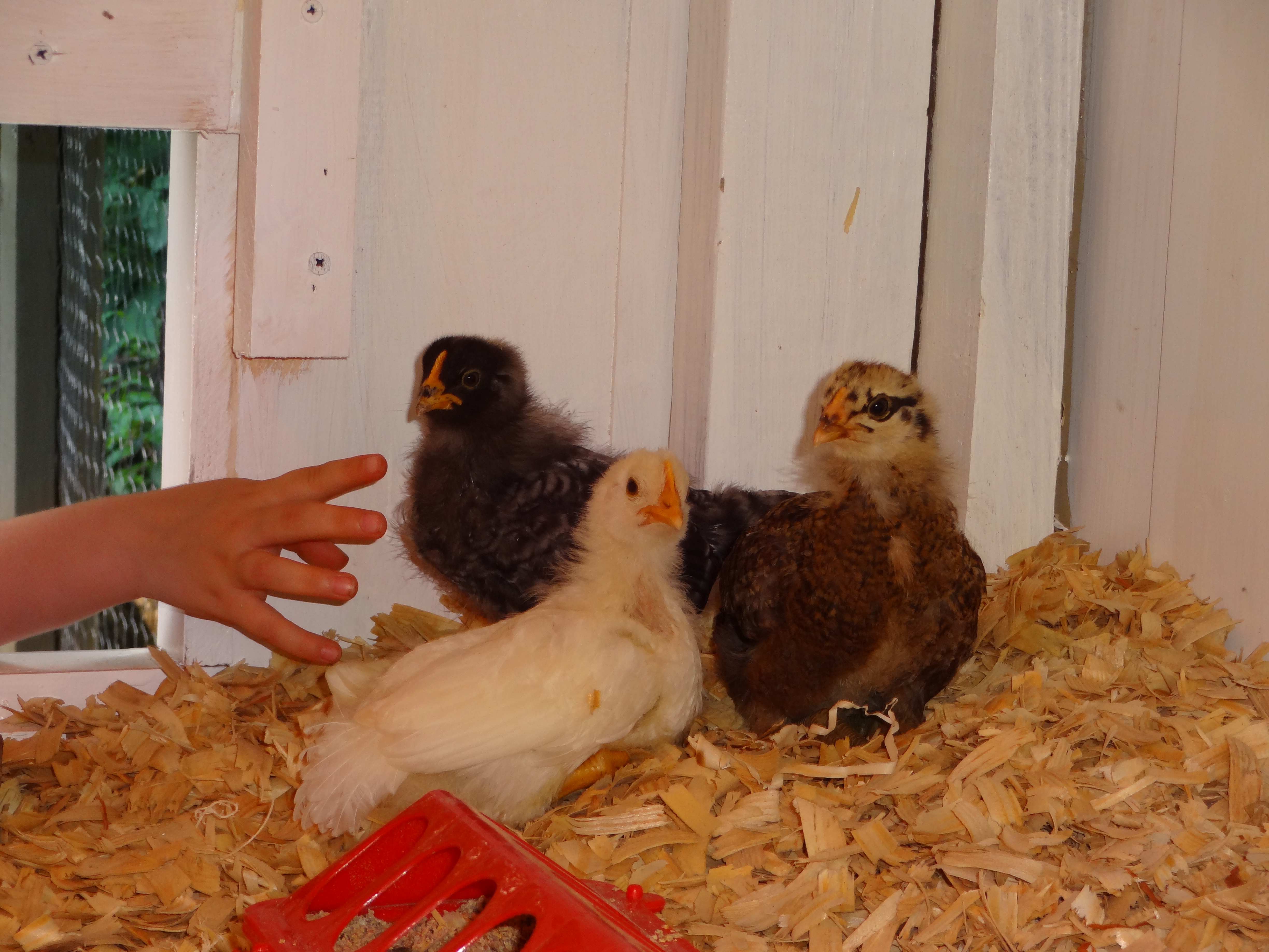 Look out!! 
the Barred Rock is Oreo.