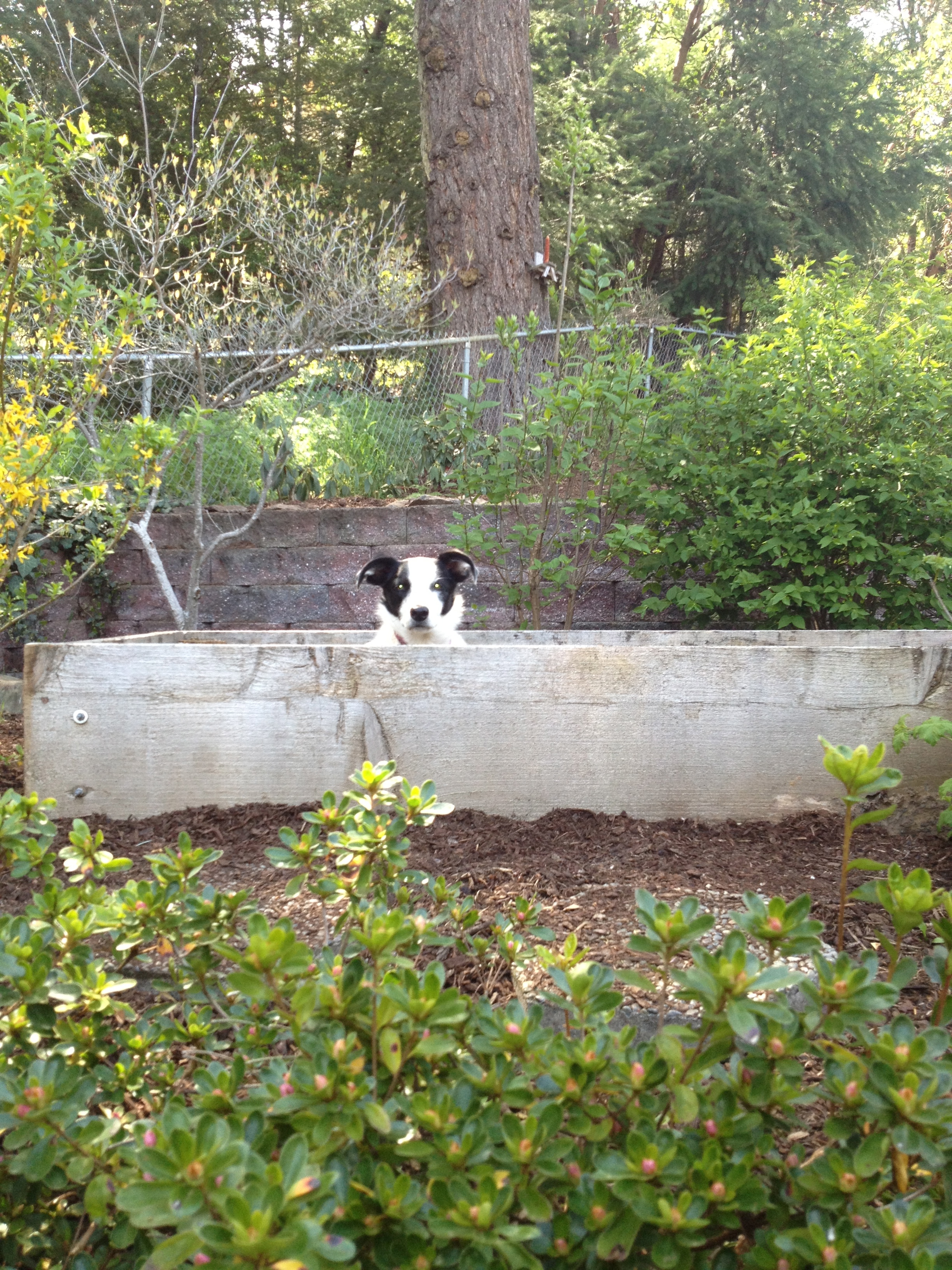 Look what is spying on the chooks! I keep telling her she is a cow dog!