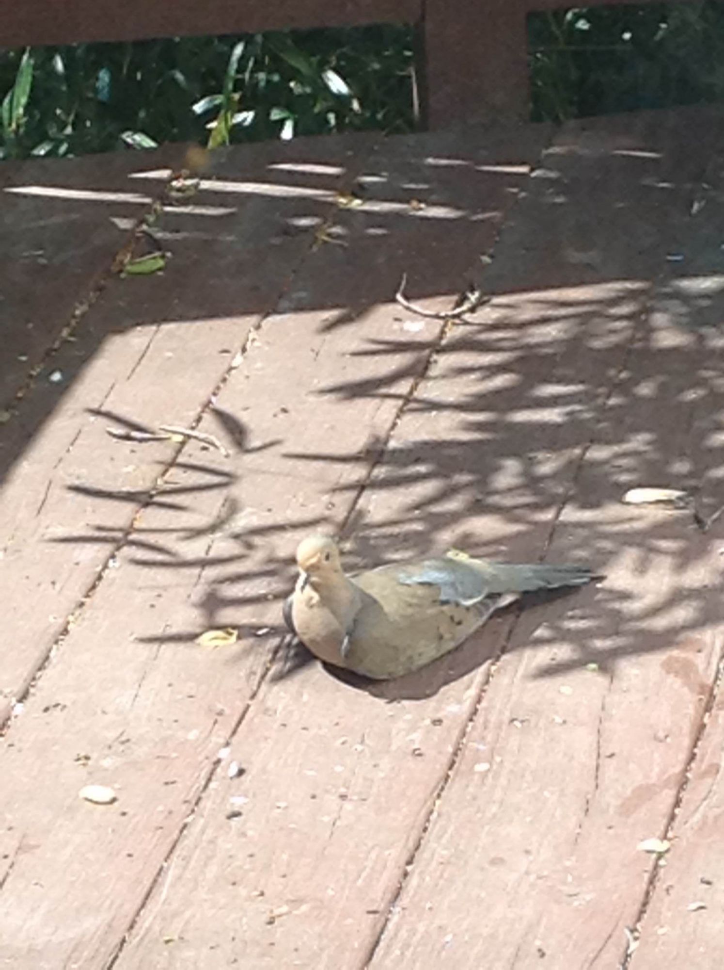 Look who sat down for a rest! (Don't worry, she's not injured. I watched her fly in and sit down.) My favorite little birdie~ <3 I even tried cooing at her- and we made eye contact for a little while!