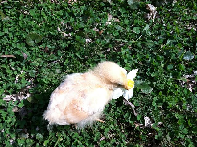 Looking a bit scraggly