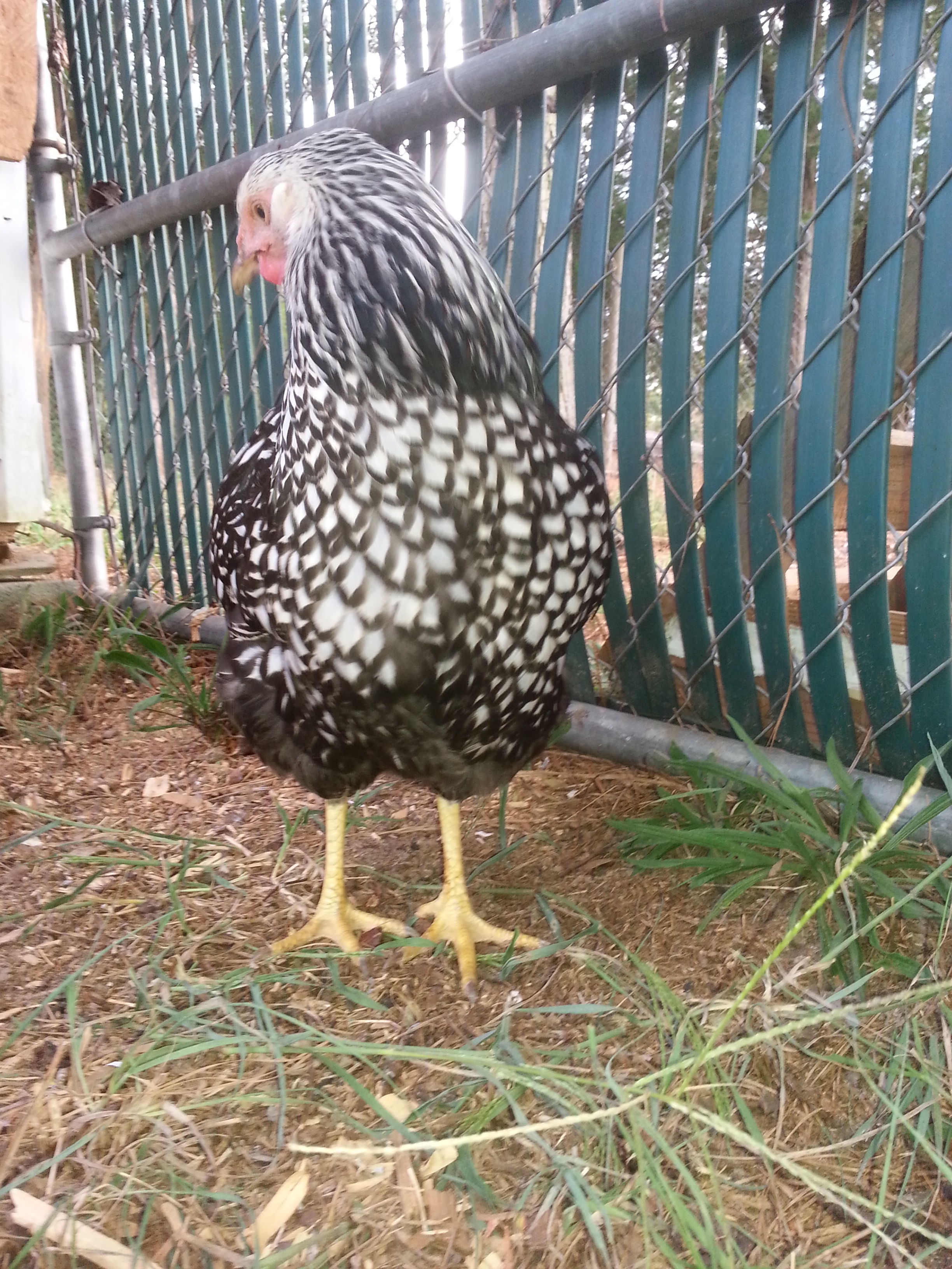 Looking around and checking things out.