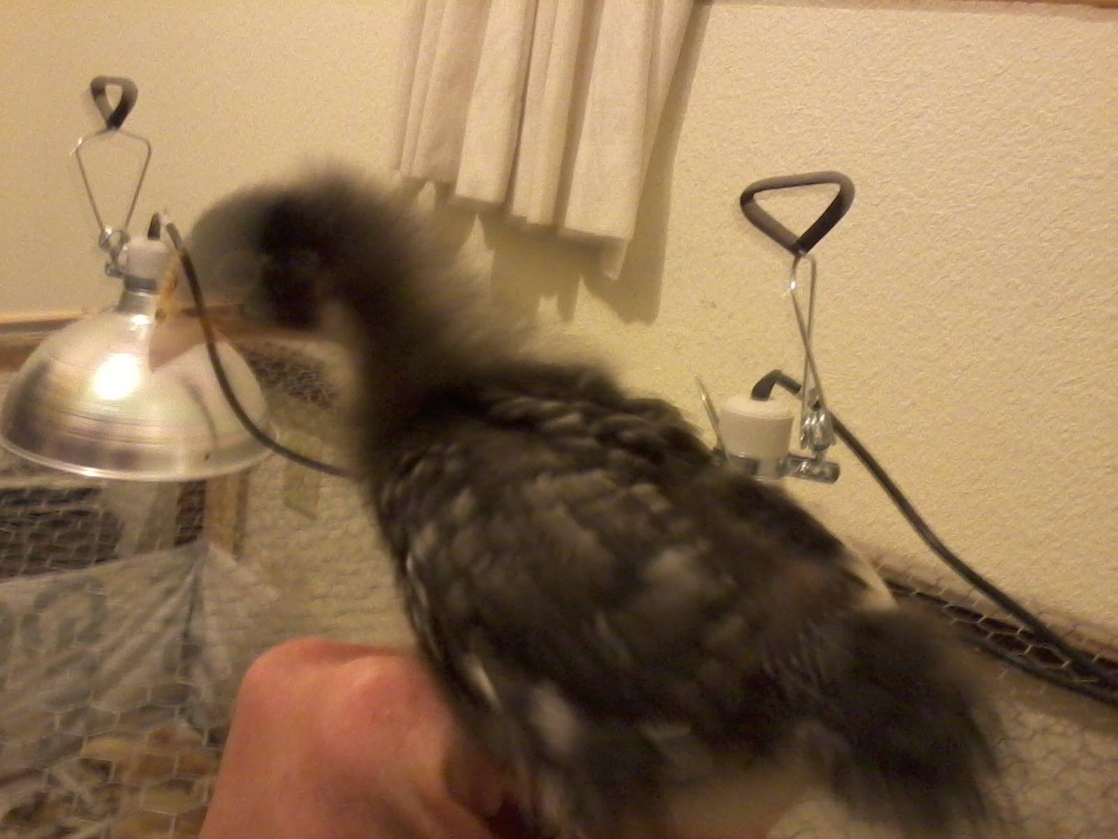 Looking around and talking to me. Sorry for the blurs. She wouldn't stand still.
