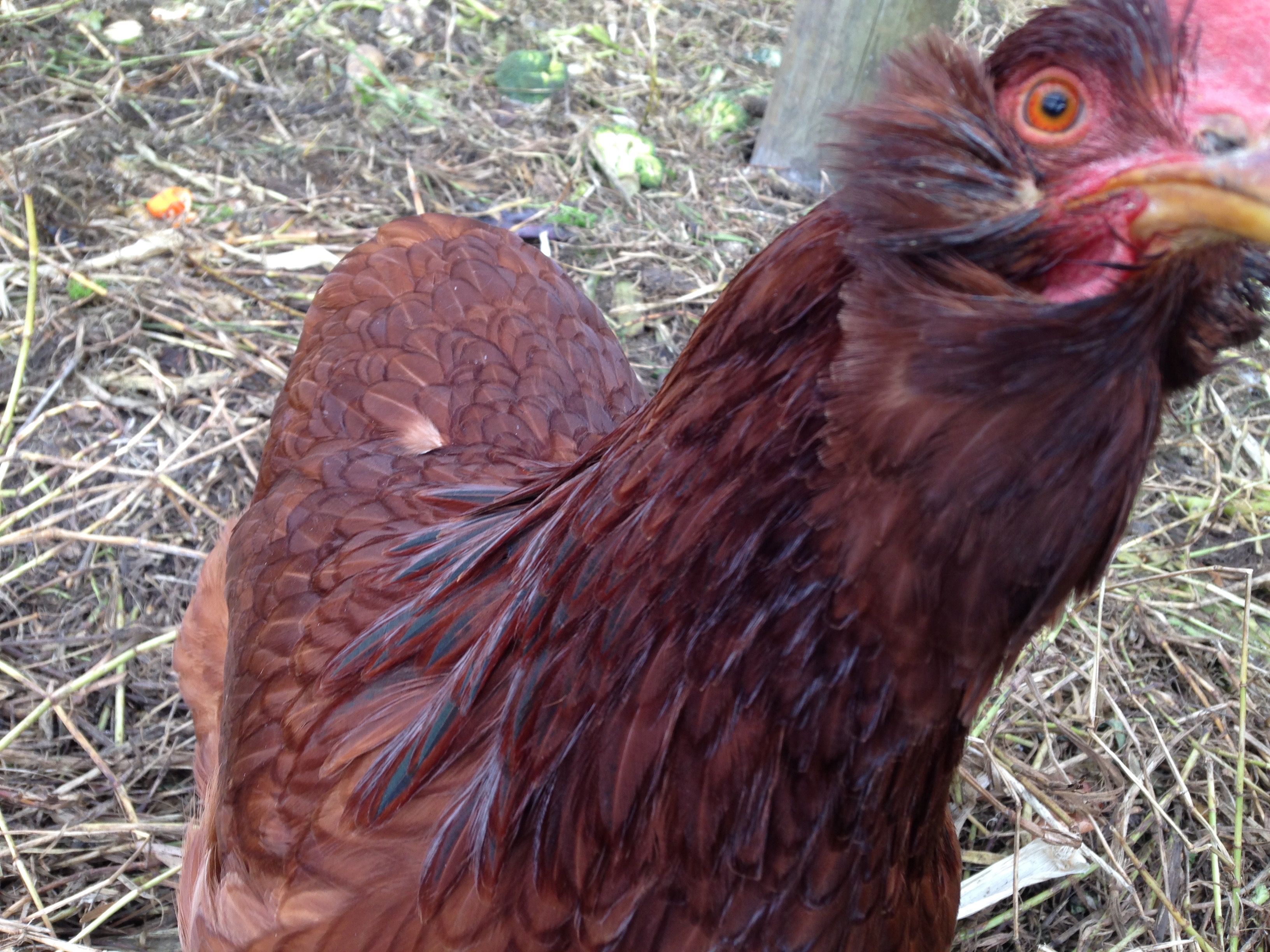 Looking at the camera