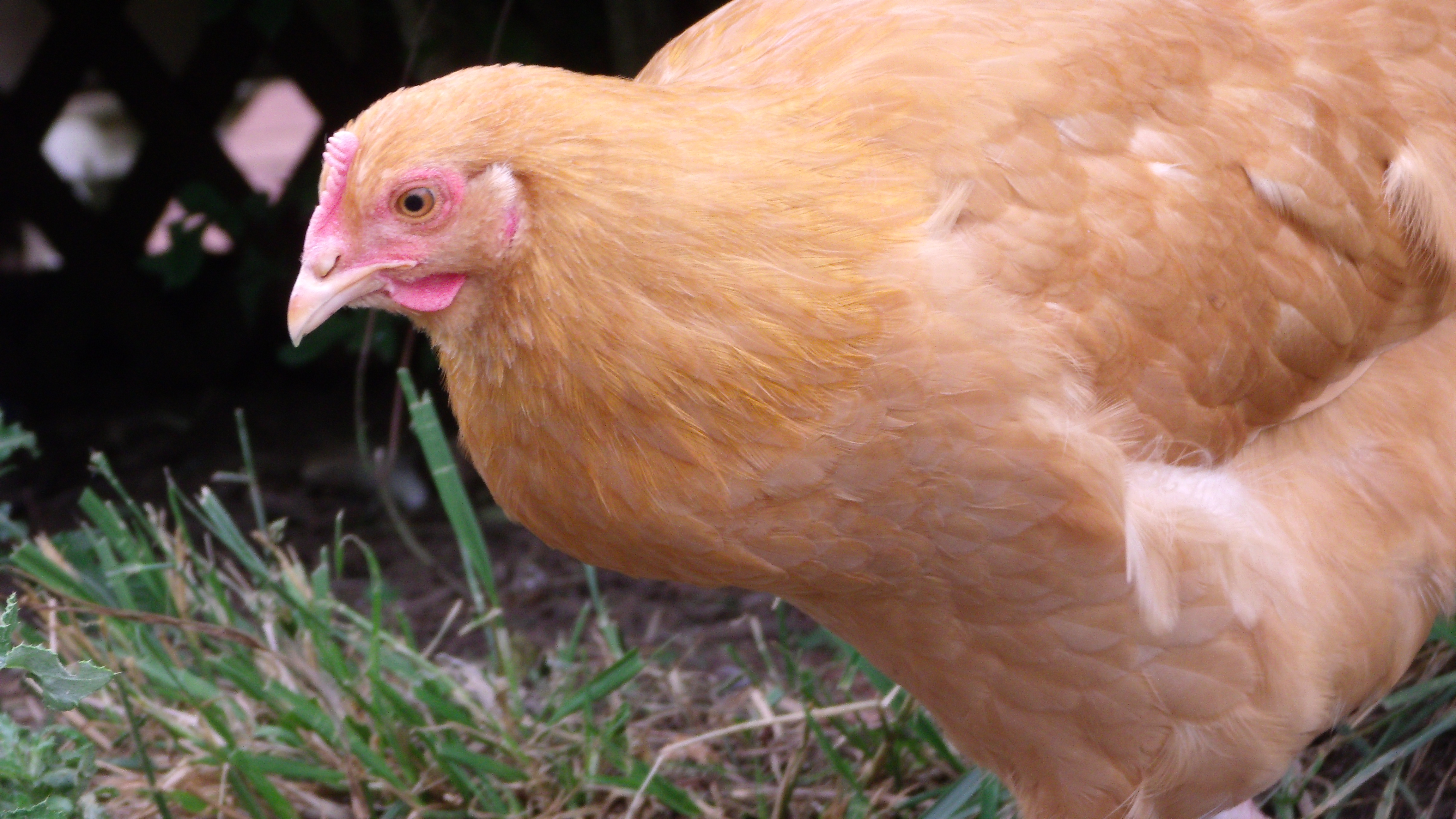 Looking for a snack.