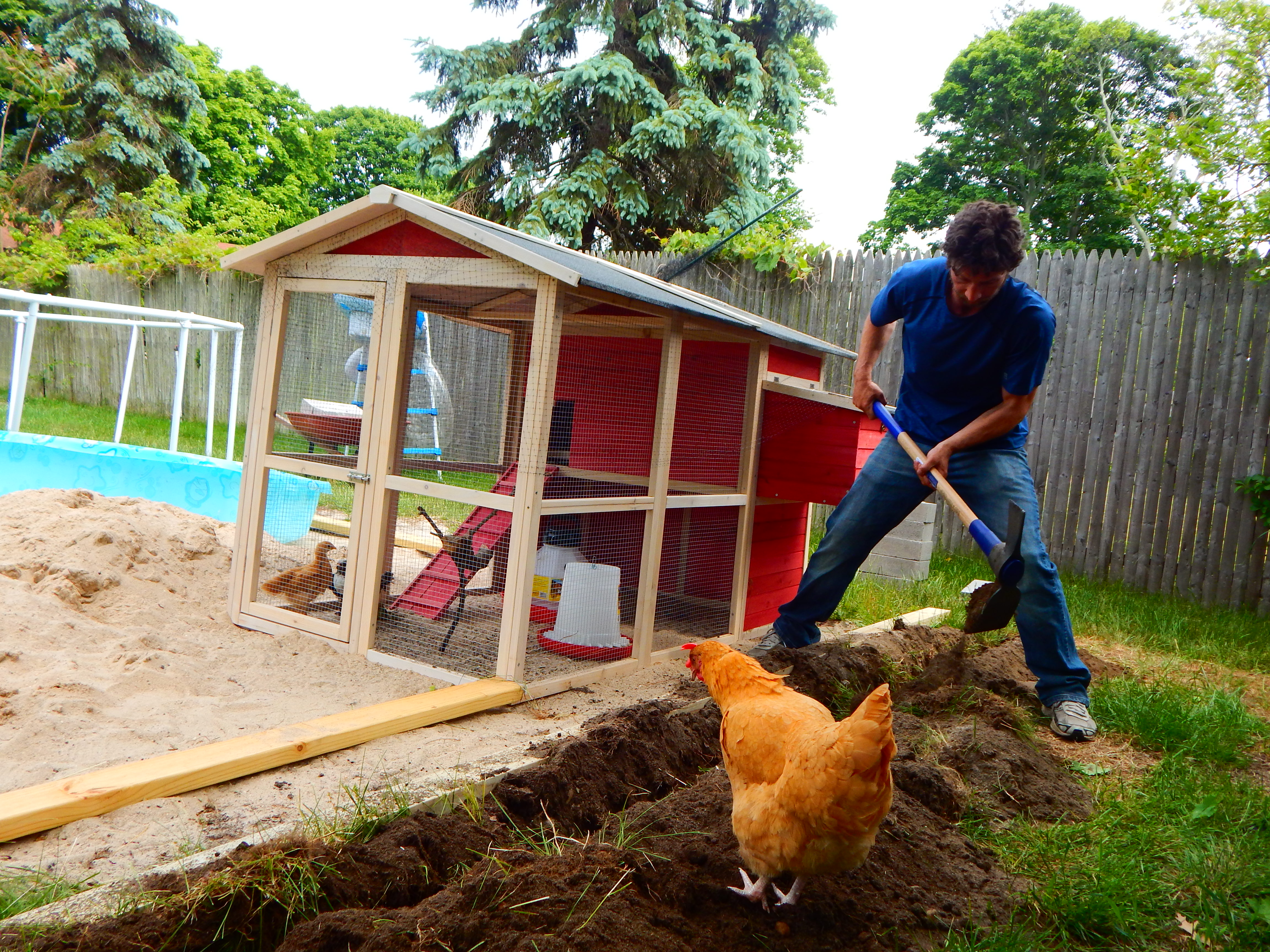 looking for bugs (the chicken not my husband)