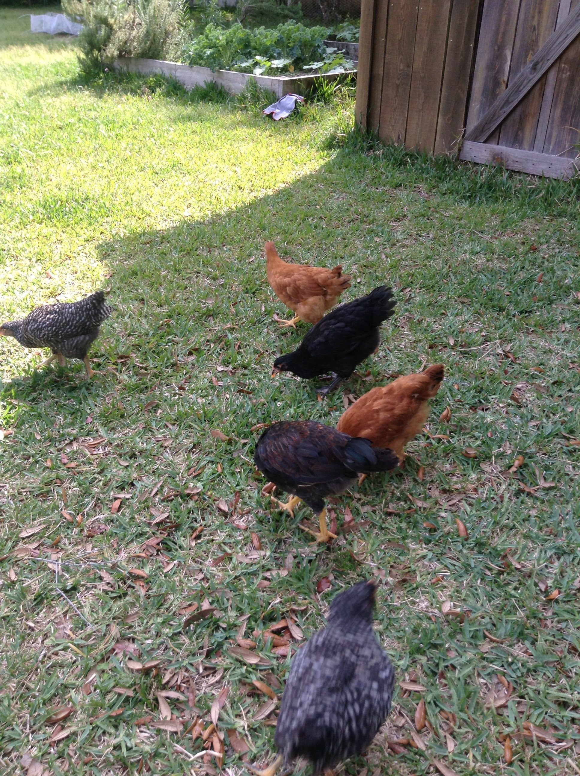 Looking for goodies!