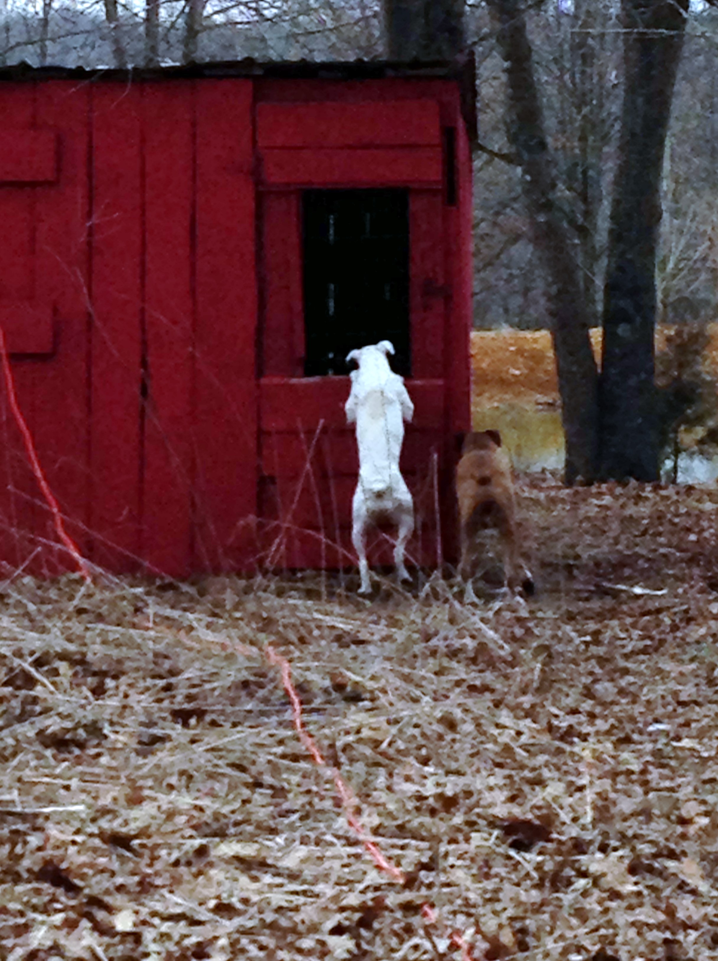 Looking for the hens