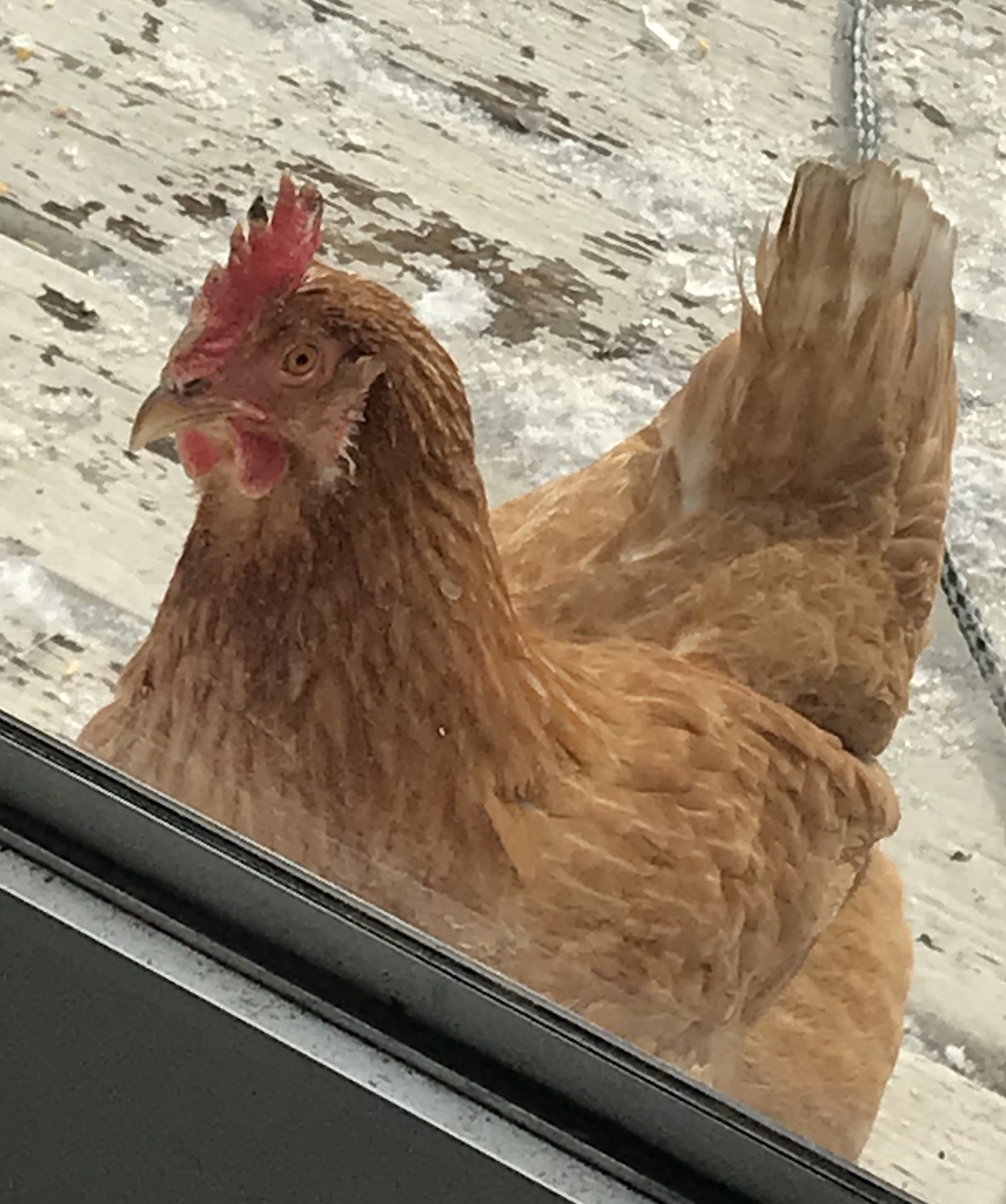 Looking in the back door