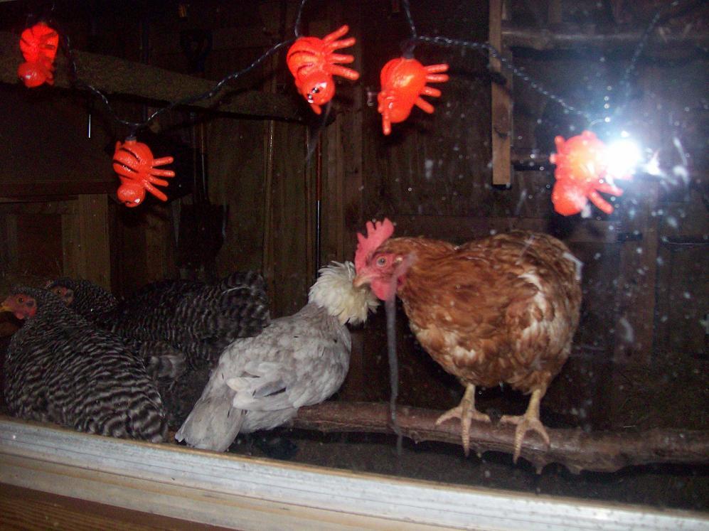 Looking in the Halloween Coop window photo with flash on.