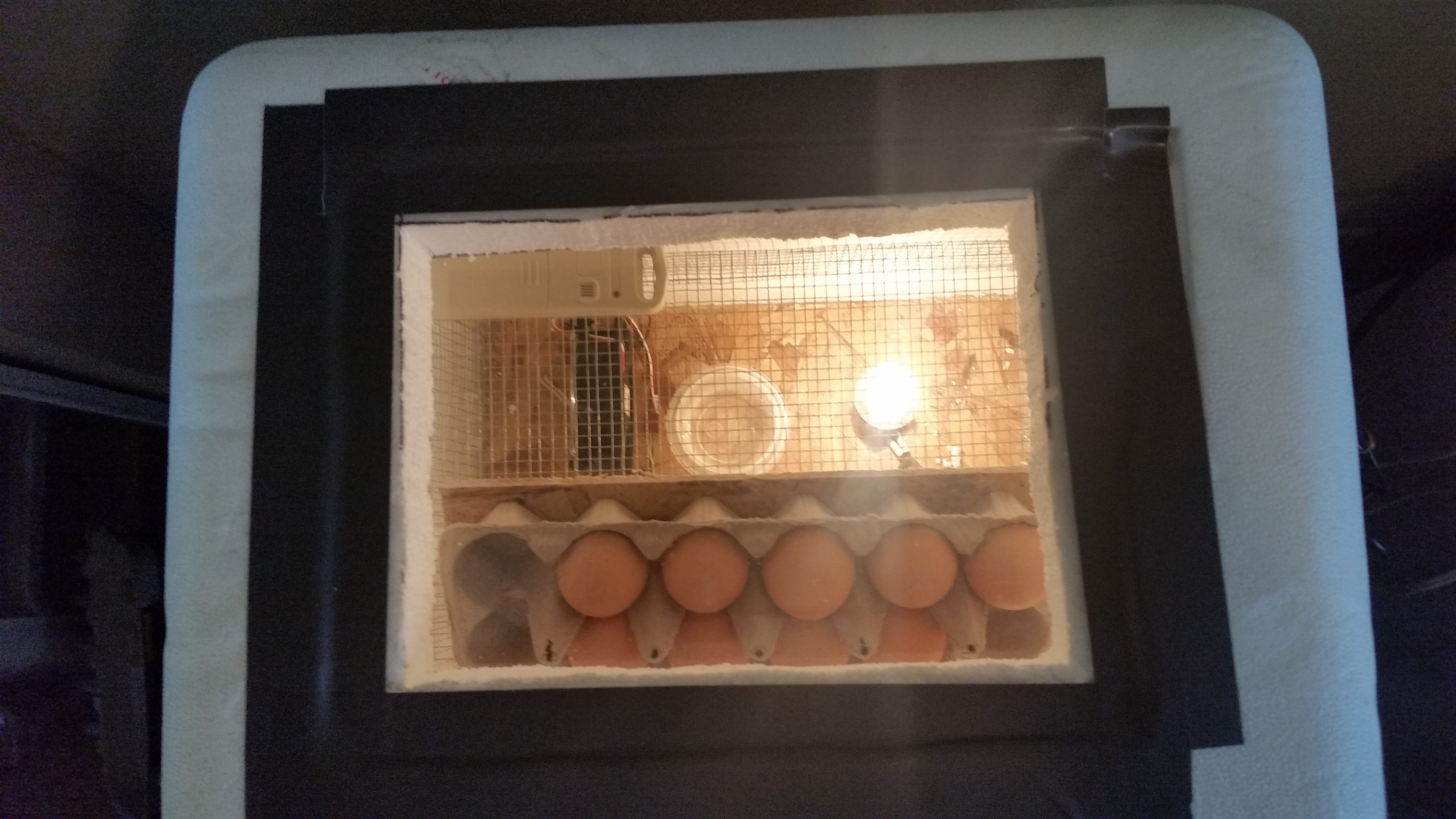 Looking inside the DIY incubator. Can't see the temp sensor attached to arduino or 2L bottle of water as thermal mass.