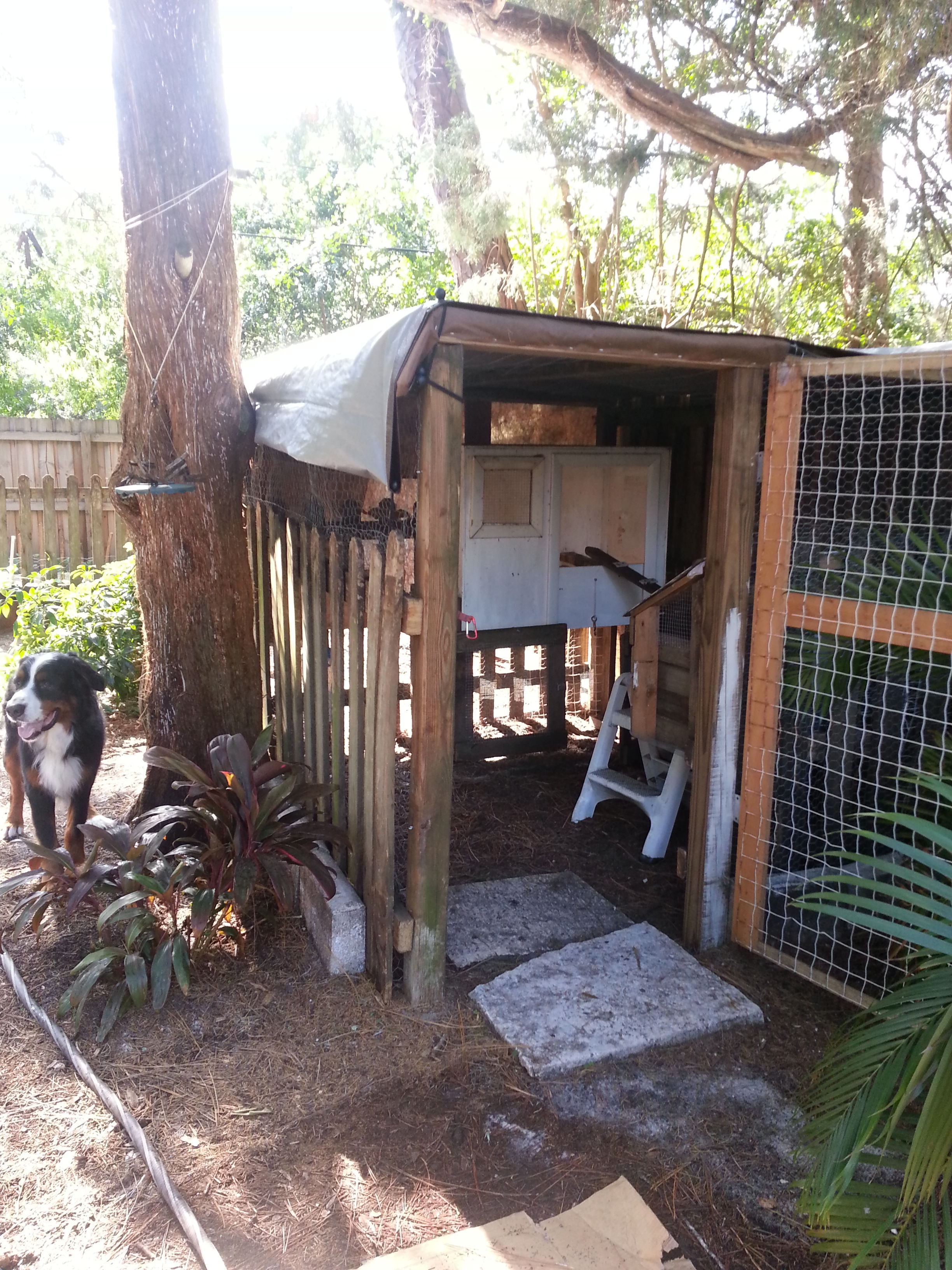 Looking into the new run through the people door. The egg box is just inside the door hanging on the wall. The step stool helps them get in the eggbox or in the coop (white box along the far wall). This photo shows the window on the coop made for increased ventilation. The brown wall behind the coop is just fencing with weedblock cloth being used for shade, without cutting off airflow. Works well!
