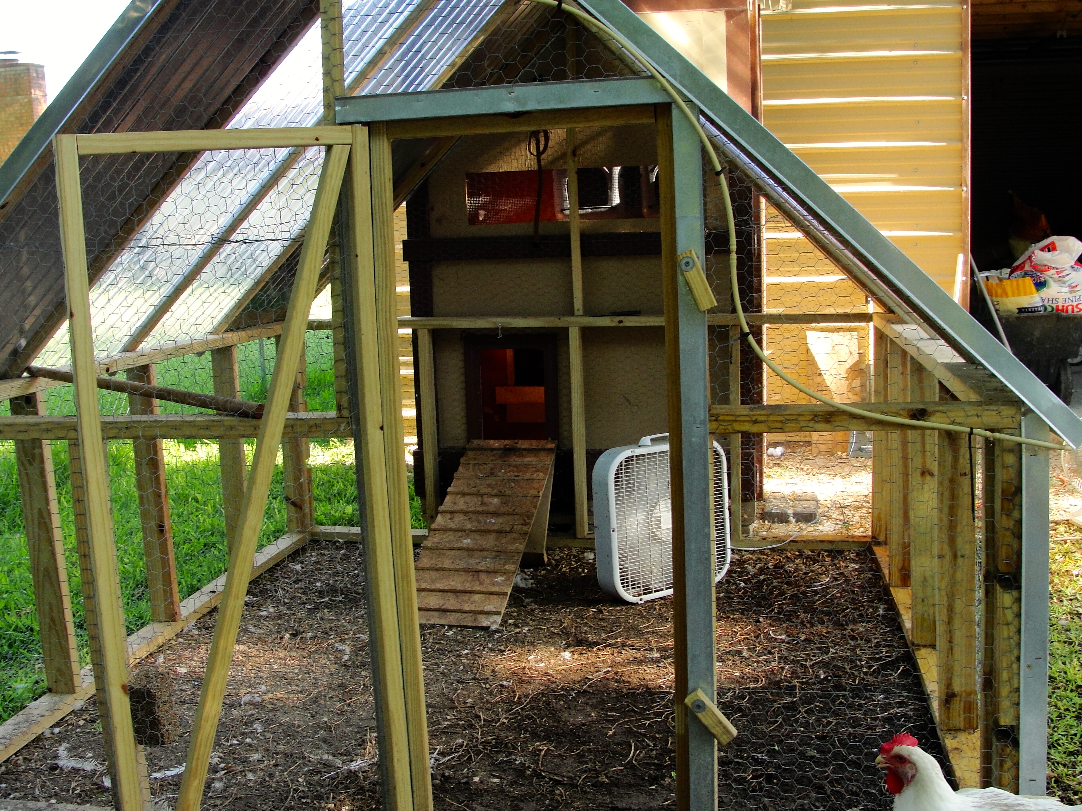 looking into the run towards the ramp and coop..that green hose is a mister hose to help with the texas heat (they take the temperature in the summer from the regular 100 deg. to around 85 within the 3-4 foot radius)  and the chickens are misted throughout the day since its summer and im out of school. yes, our chickens are spoiled. lol.
you can see the right side of the pen is wet and the Cornish rocks love to lay in the wet dirt, they are always dirty.