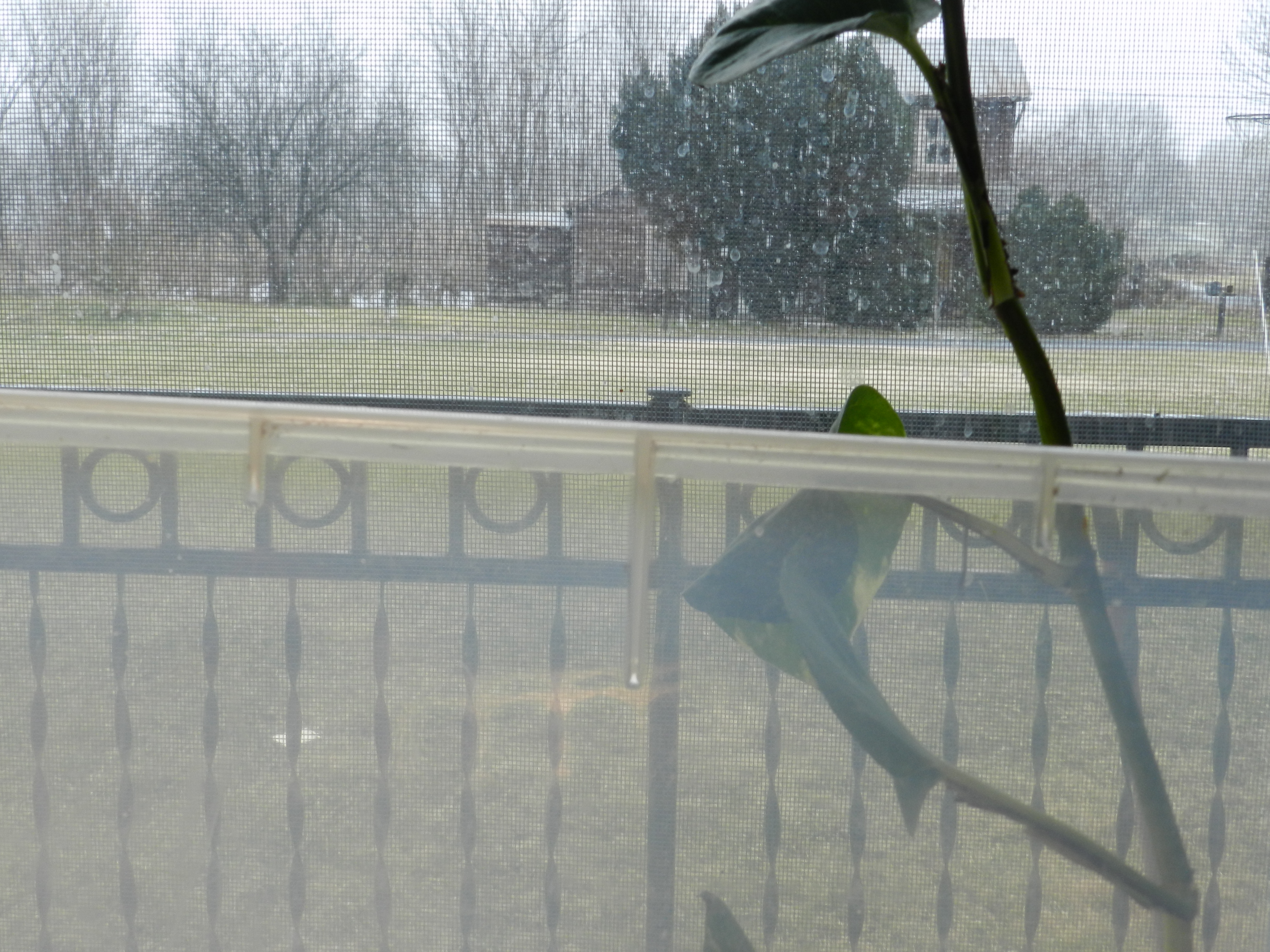 looking over brooder at the snow
