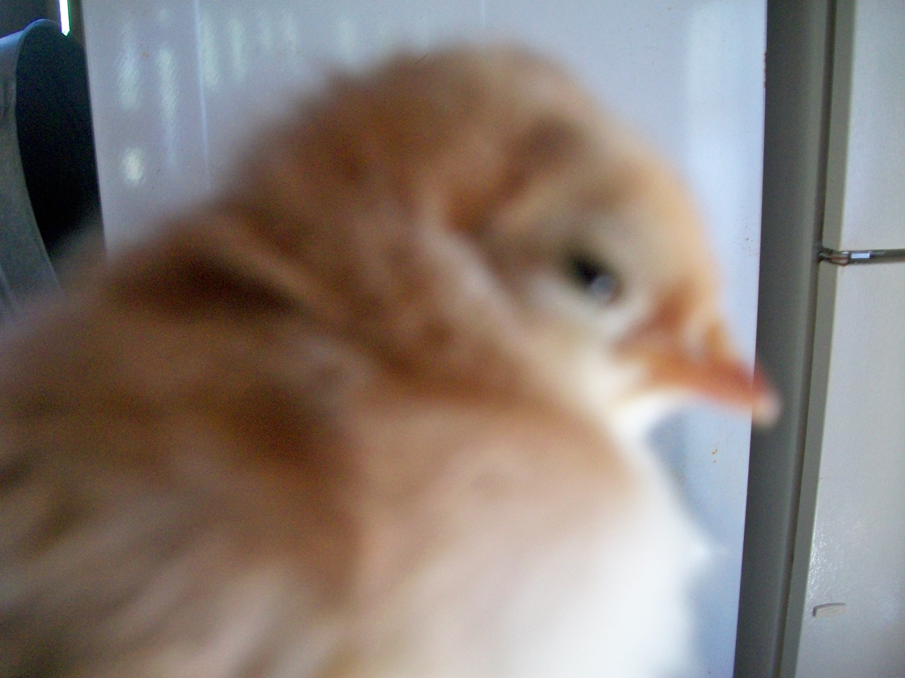 looks like a Buff it was a freebie