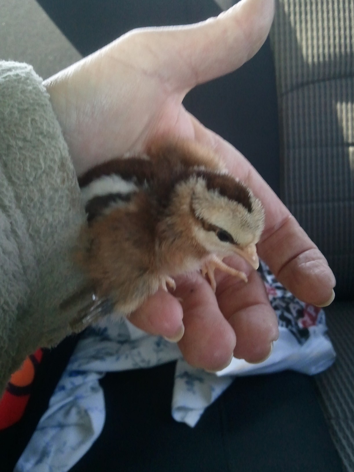 Looks like a chipmunk ha ha !