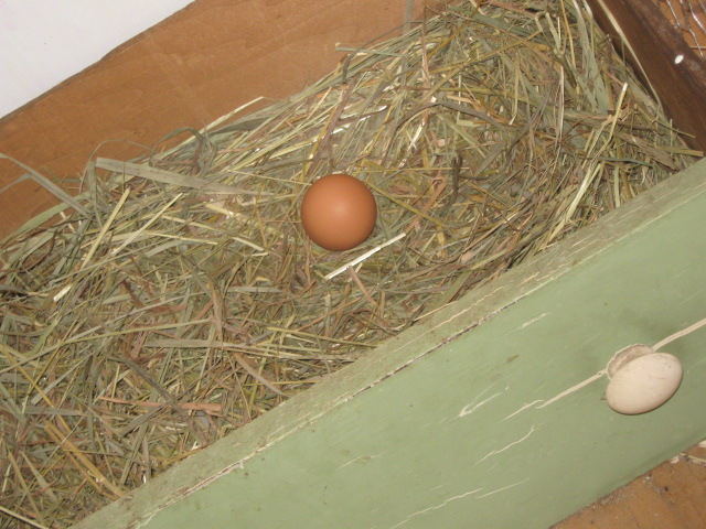 Looks like a round egg, but it's just the camera angle. Every morning between 7-10am, six eggs appear like magic!