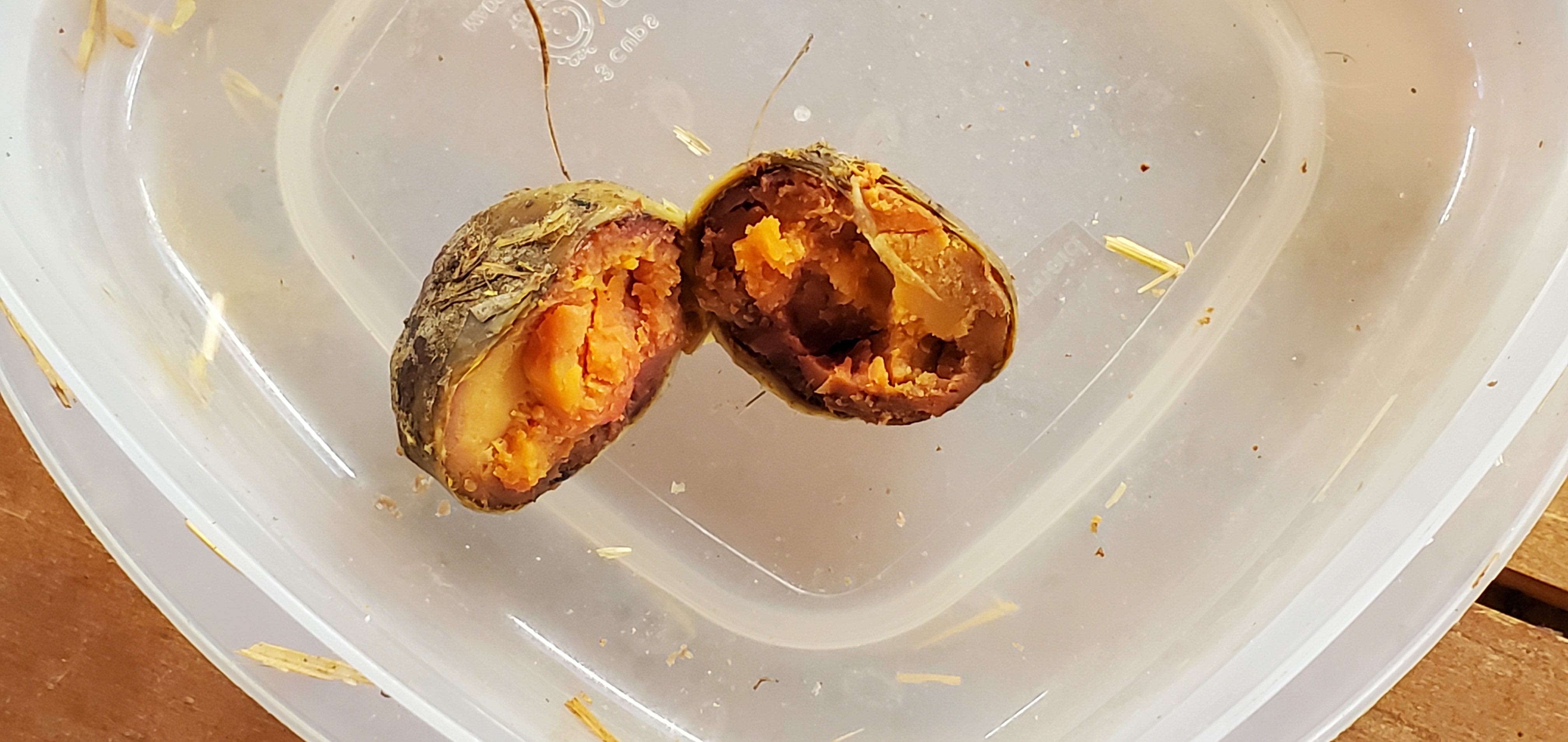 Looks like an old, dried out yolk