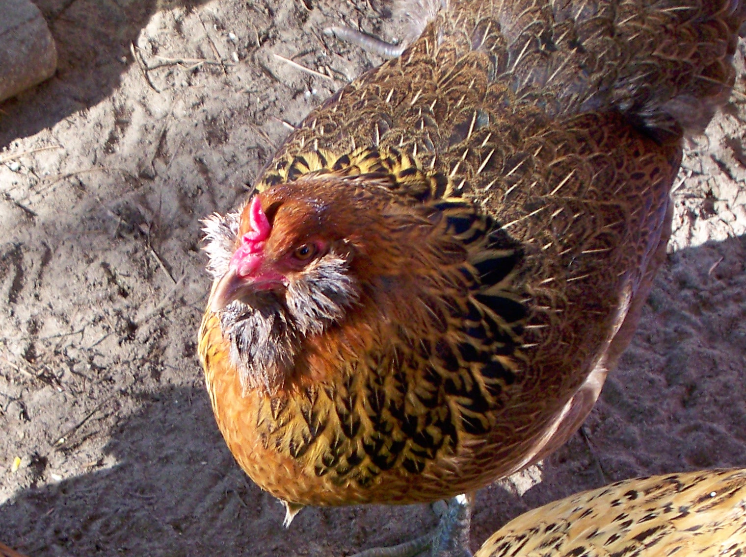 Looks like Etta. Ginger and Ettas picture looked the same in the sun. Need to take them over. Nine months old from MPC. She was the second to lay a mint green egg. Chirps all the time while I clean the coop. So relaxing to hear. EE also.     Year old now.