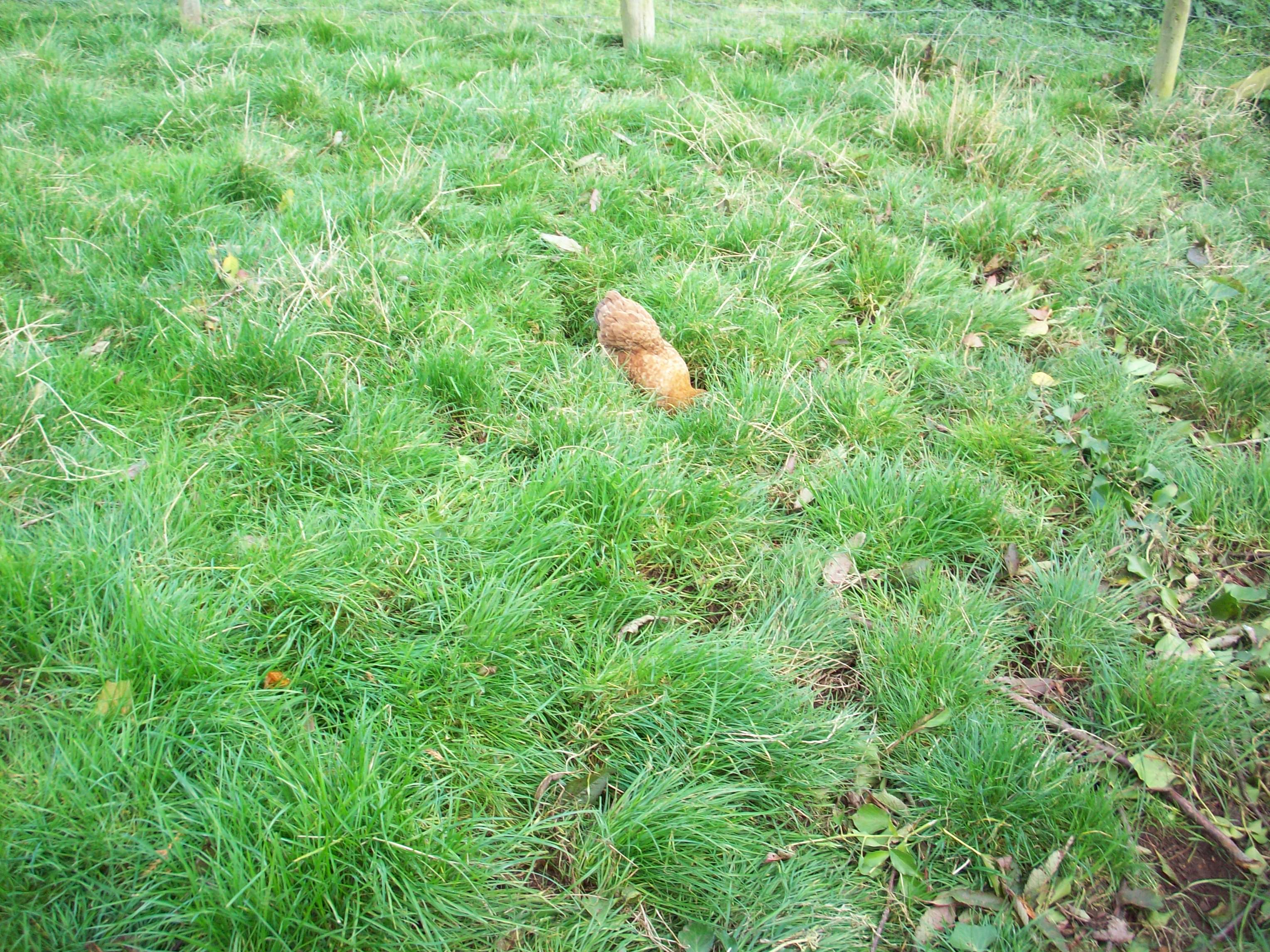 looks like the grass needs a trim.