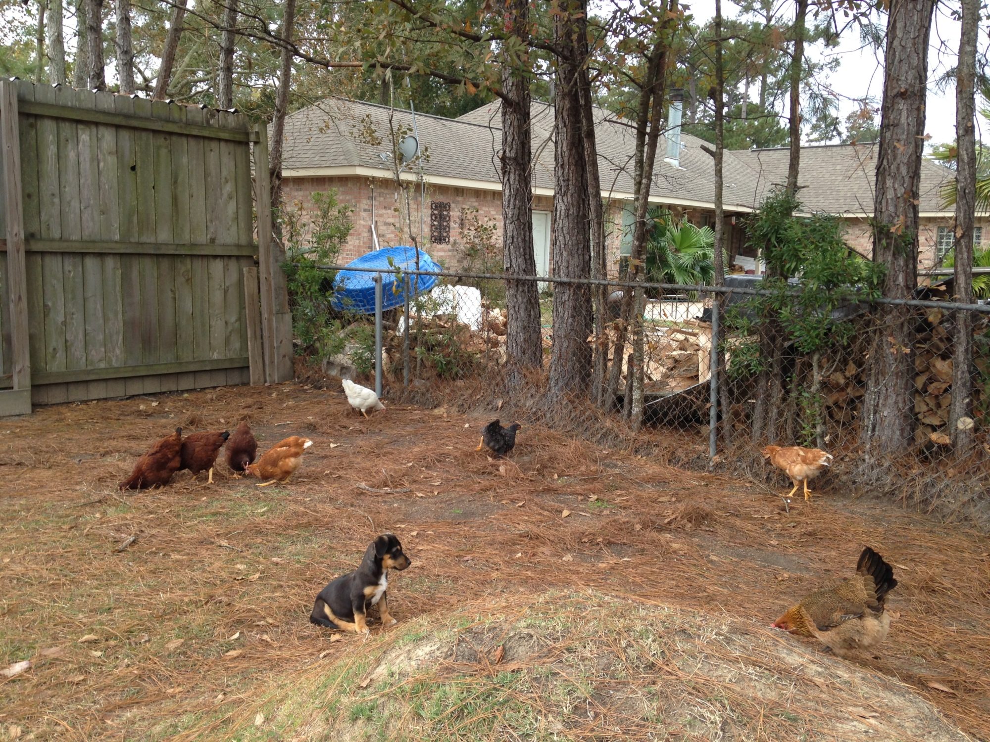 Looks like this puppy is accepted in the flock