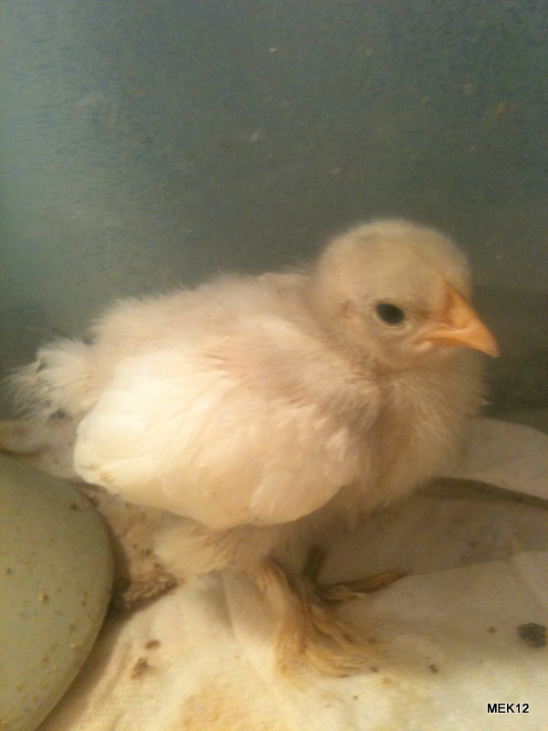 Looks to be a little white cochin.