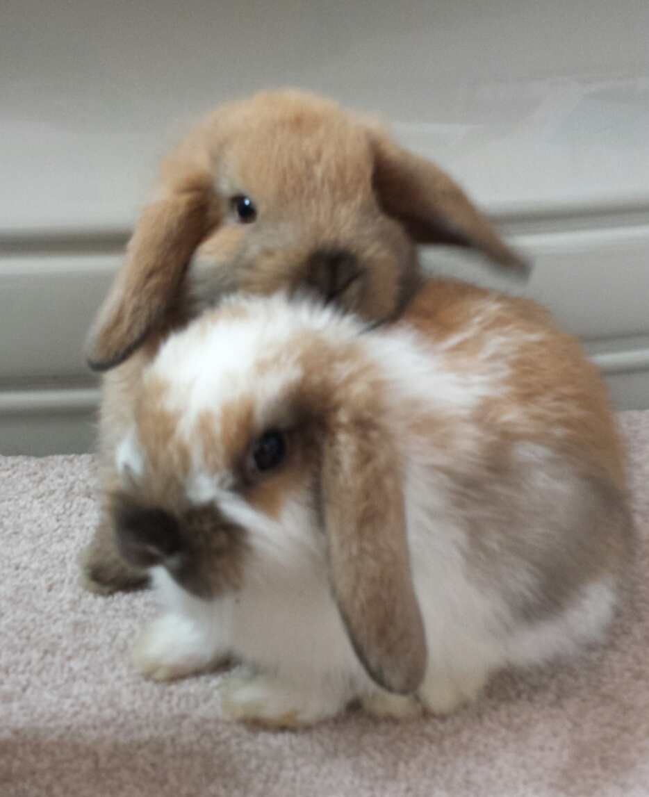 lop dwarf rabbits