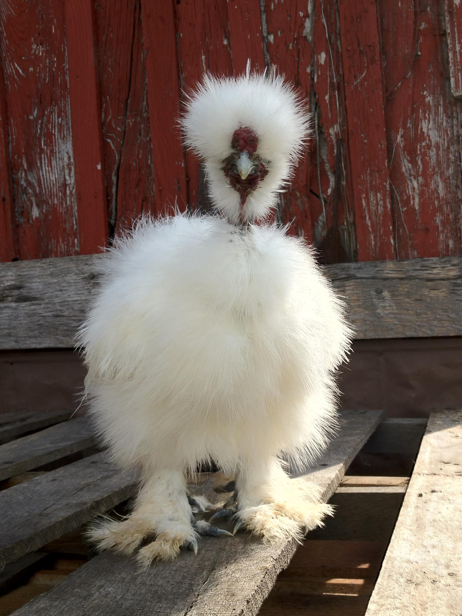 Lord Fluffy Butt, my newest show"man" roo.