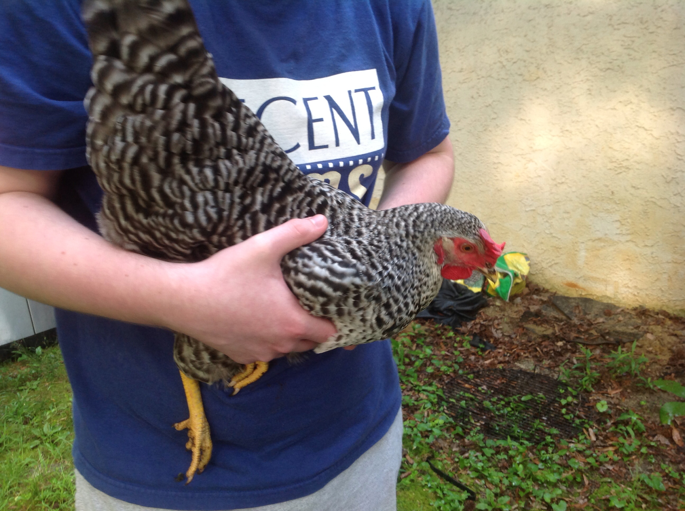 Loretta, my barred rock