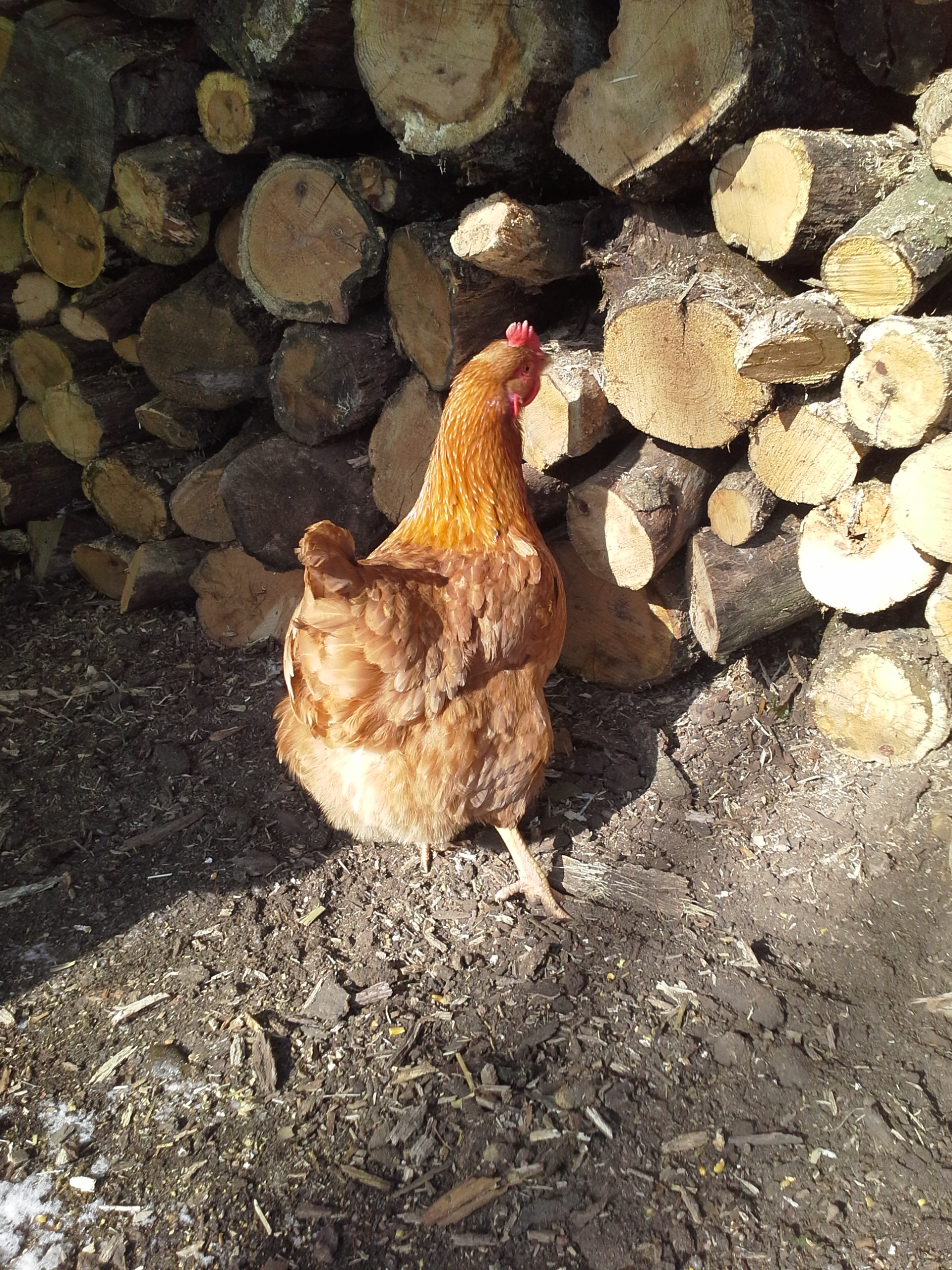 Loretta