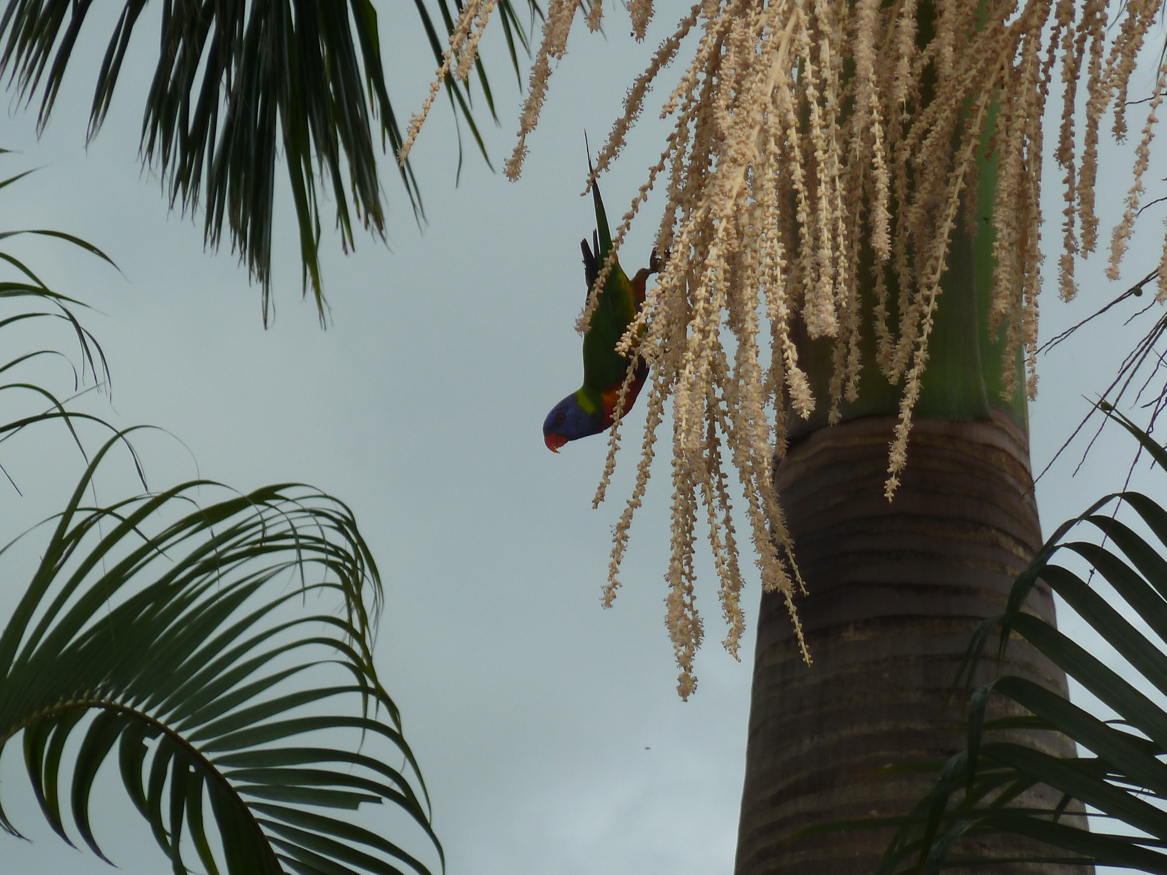 Lorikeets