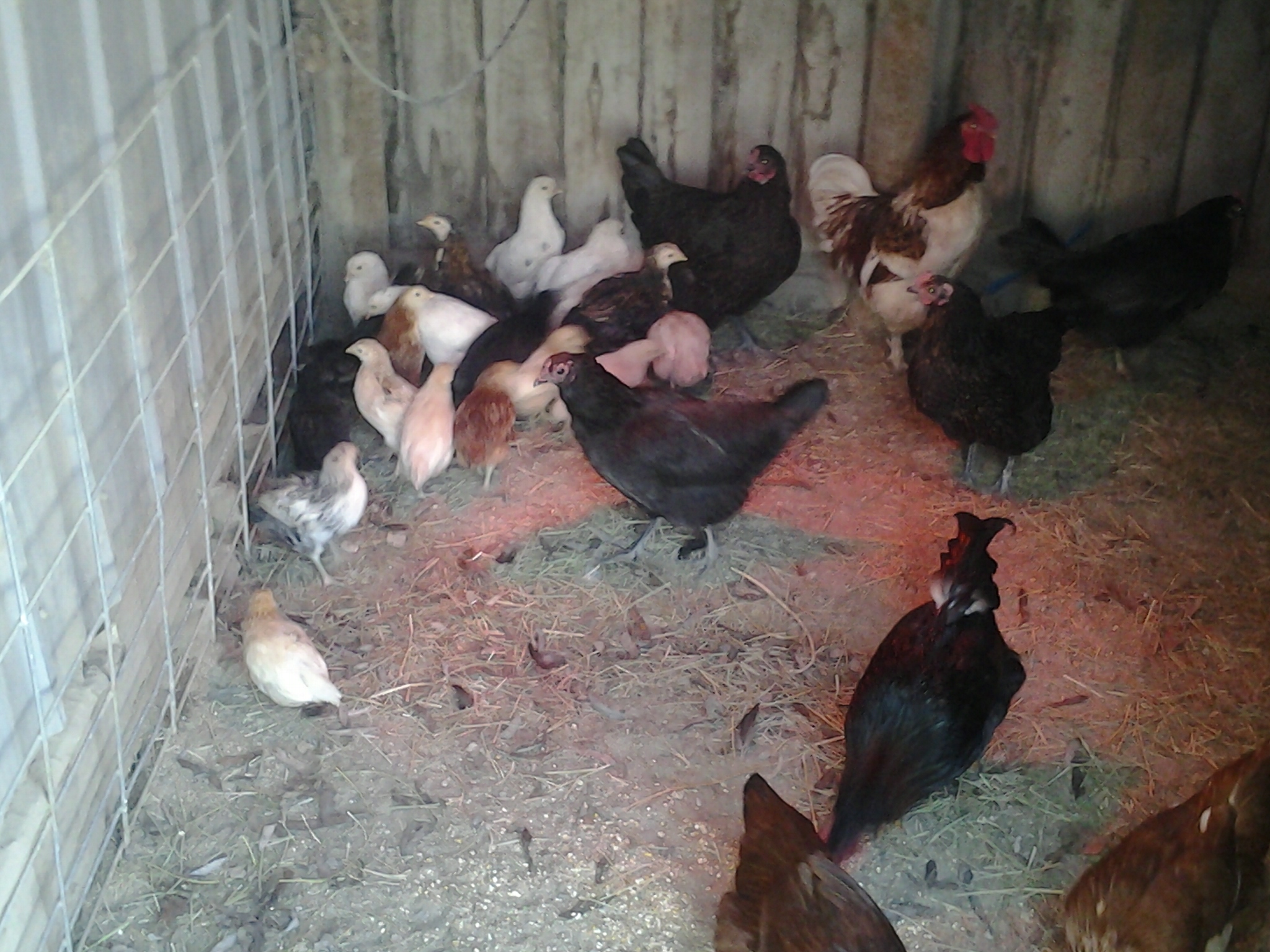 Lots of babies!!! the 2 brown pullets at the bottem on the picture are from my August 2012 batch. the rest are the Oct/Nov/Dec batches