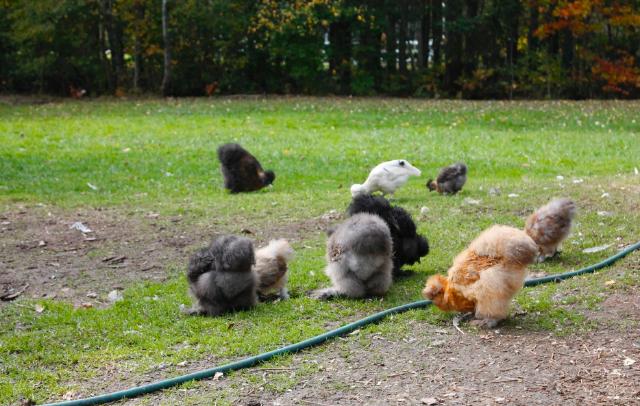 Lots of butt fluff