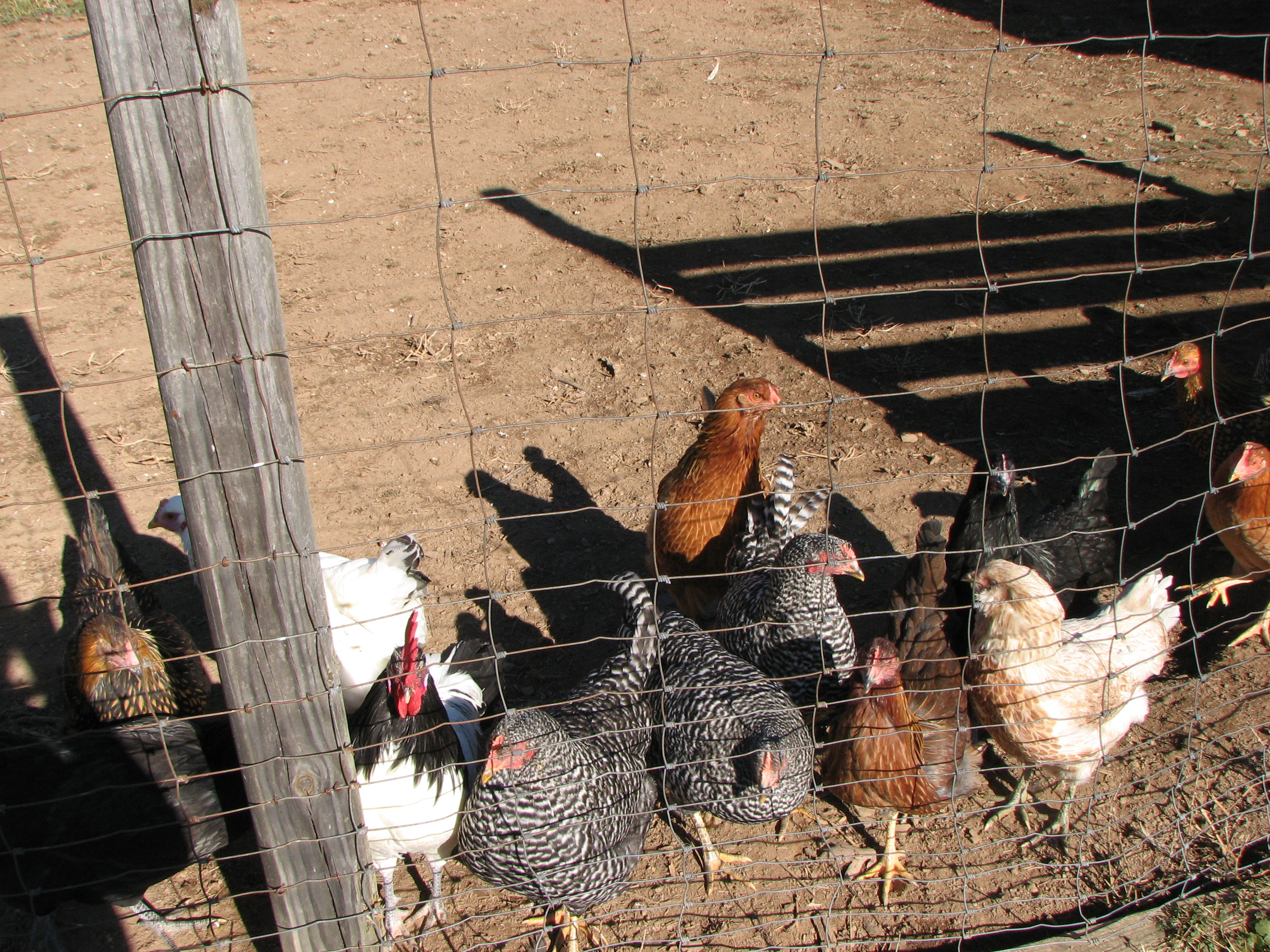 lots of chickens
