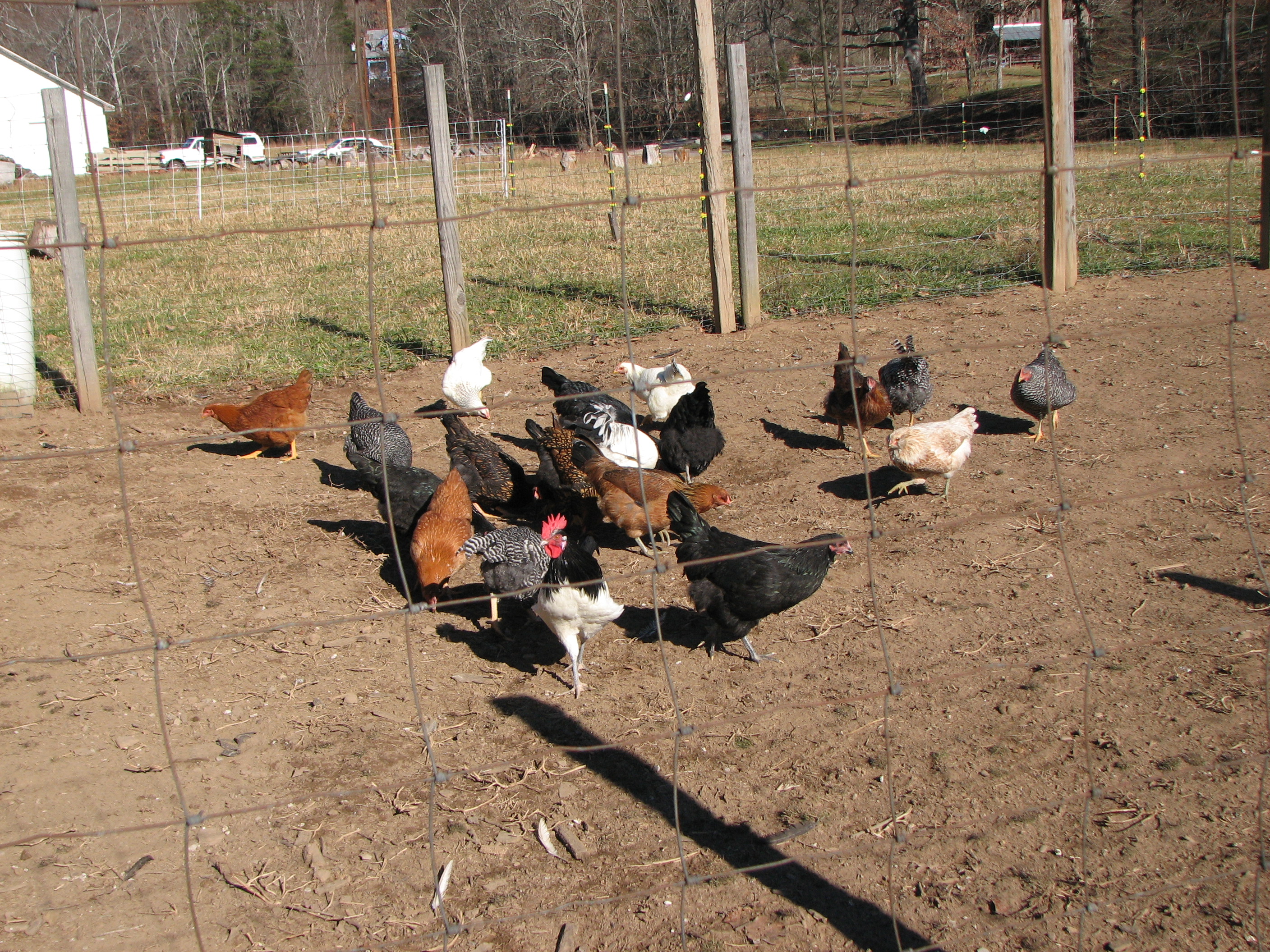 lots of chickens