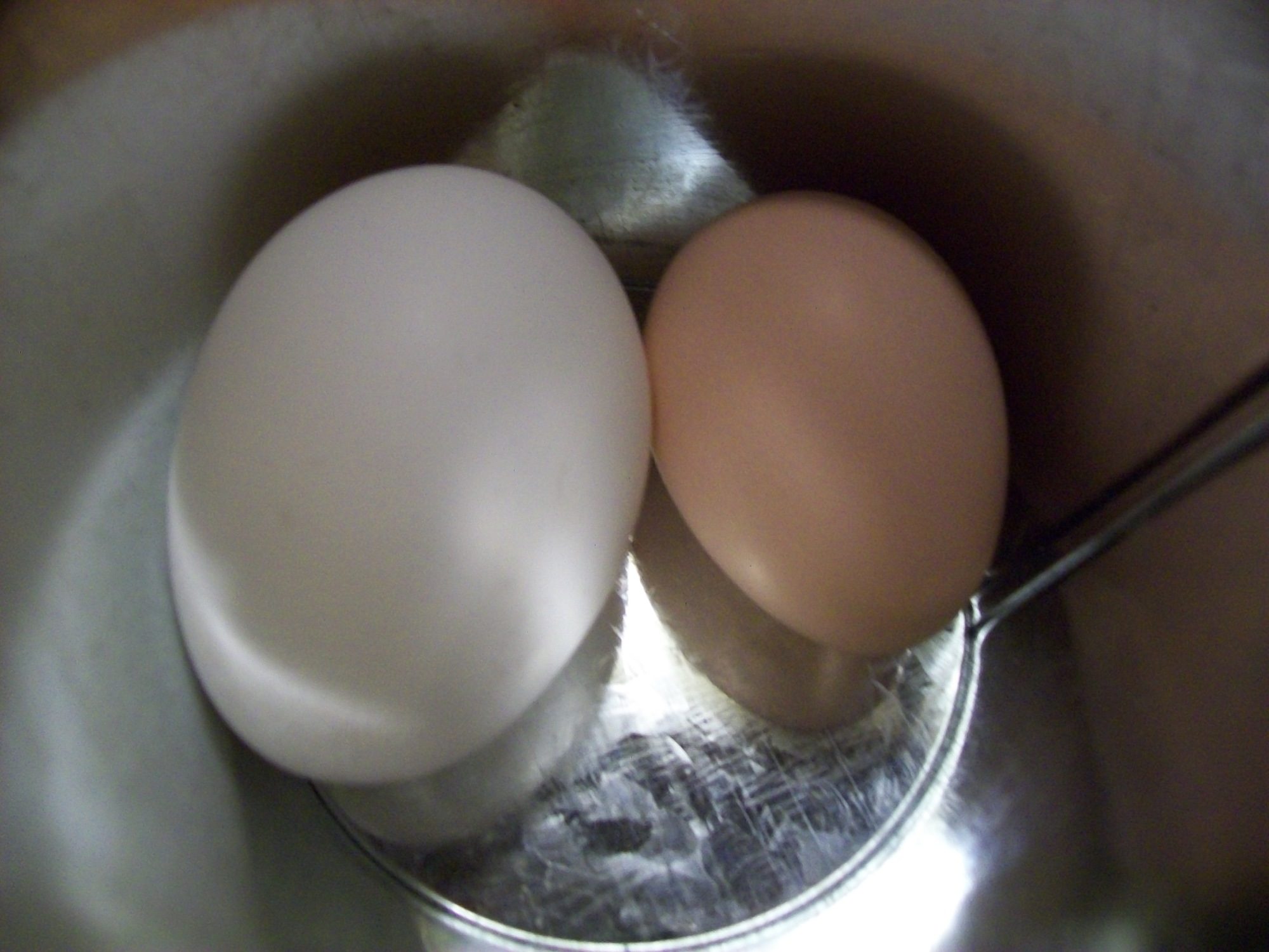 Lots of differences in the store and the first egg