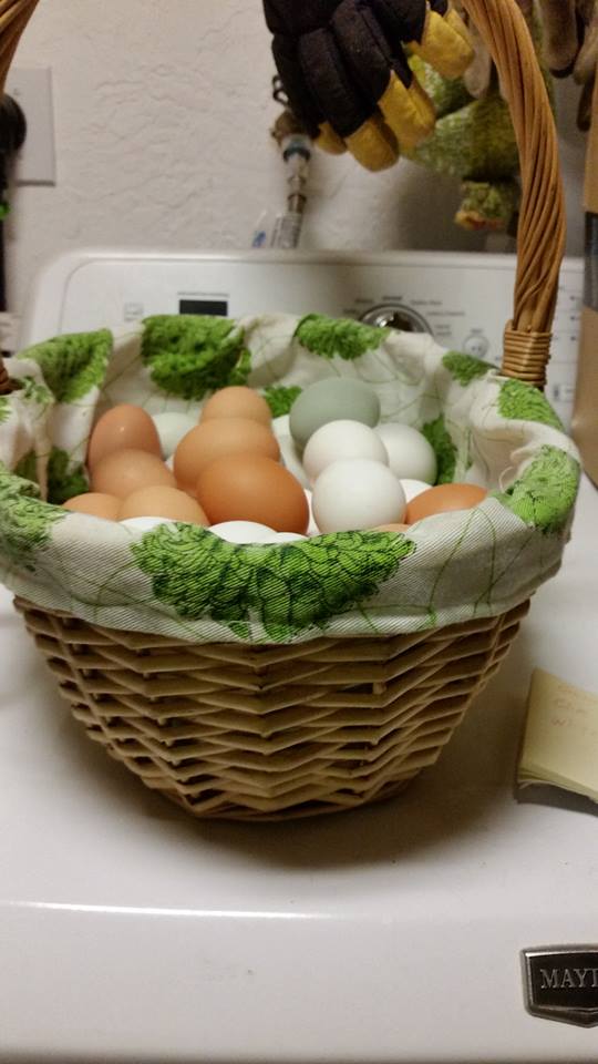 LOTS OF EGGS!