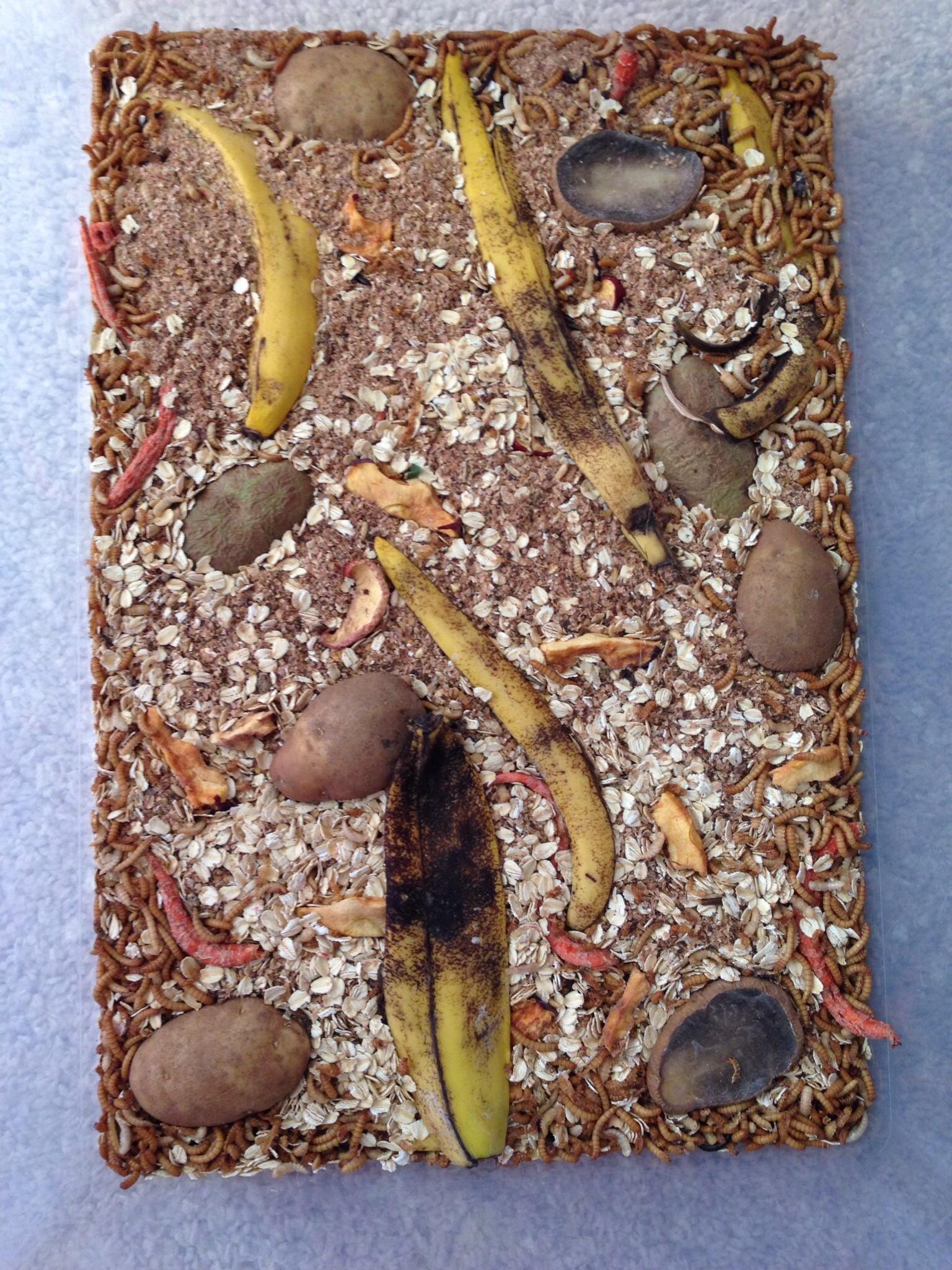 Lots of larva has turned to pupa