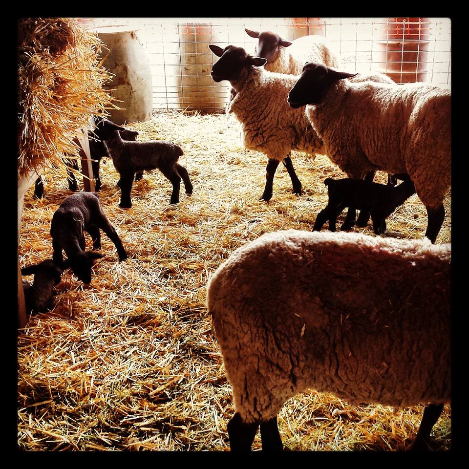 Lots of surrogates helping out with all of these babies.