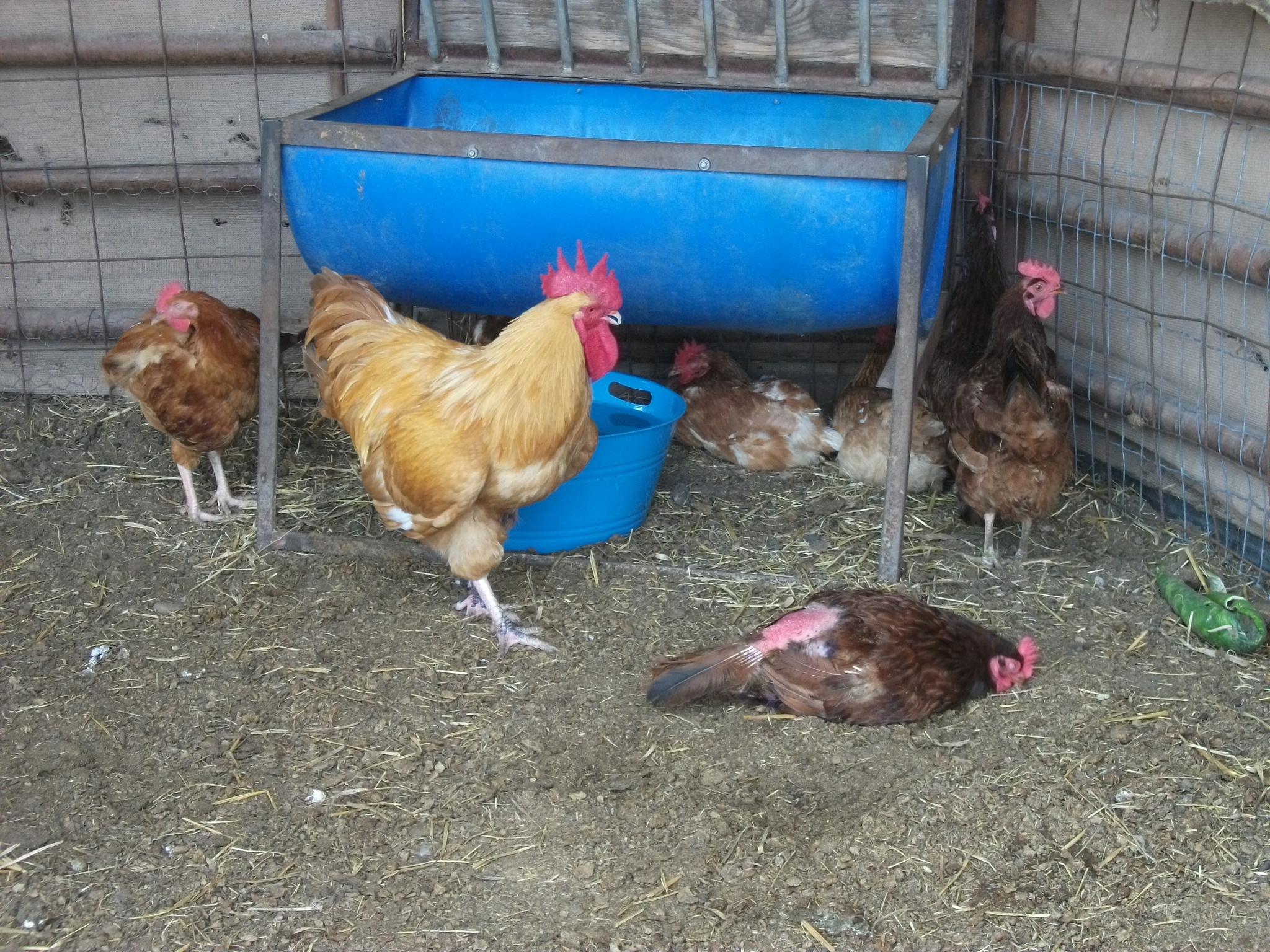 Louie (at about 15 weeks) Buffy, his dad, and the other Hens.  (Looks like Red, Dixie, Curry, Ginger and HENri in the corner)
