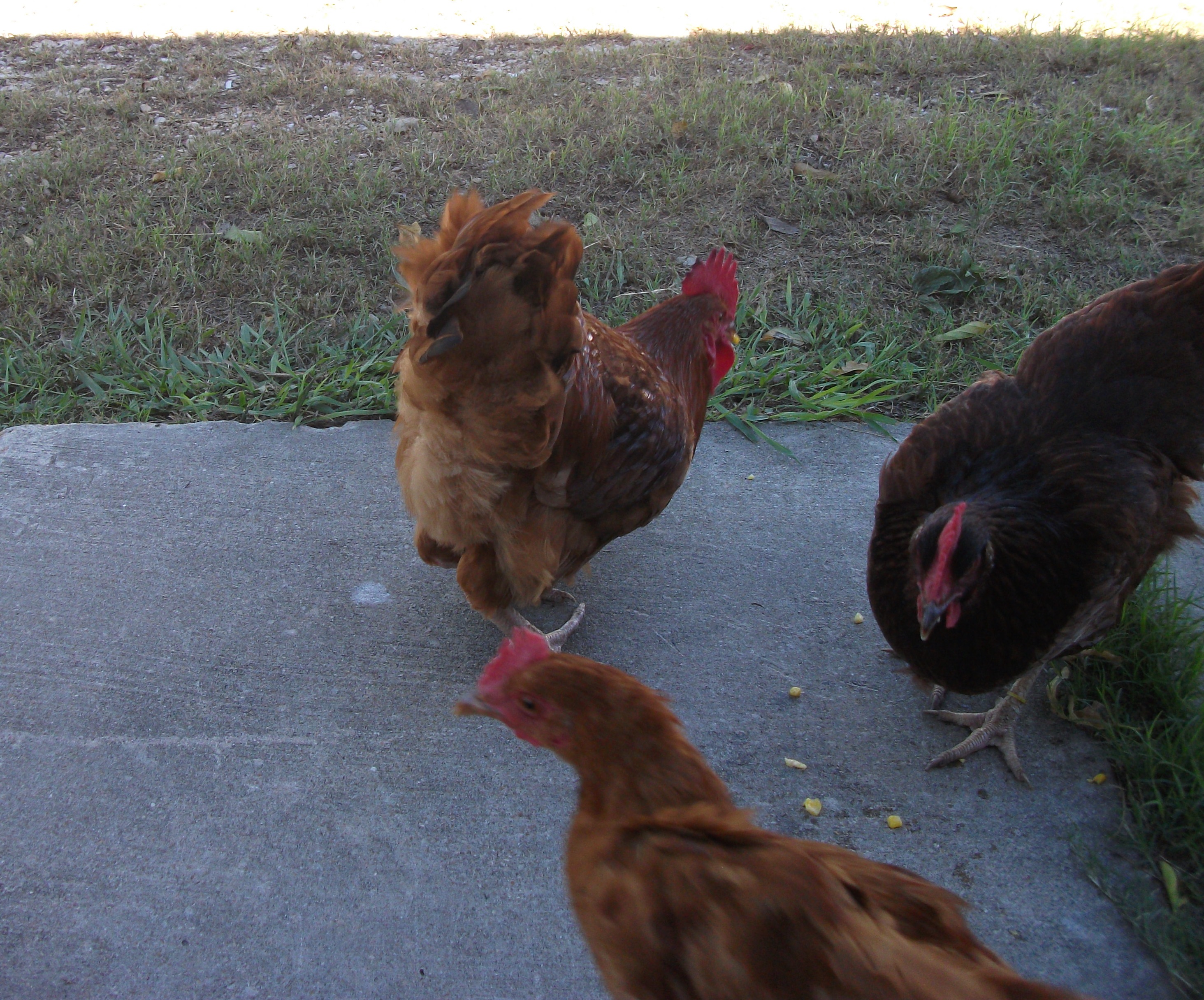 Louie, LYla and Lily eating corn at the back step.