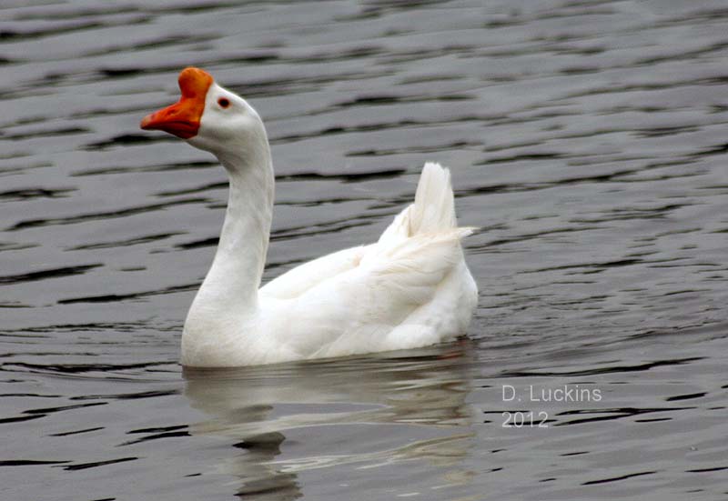 Louie the gander