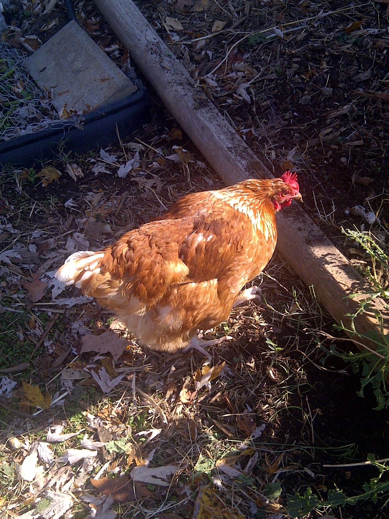 Louise-a mutt hen. She lays everyday!!