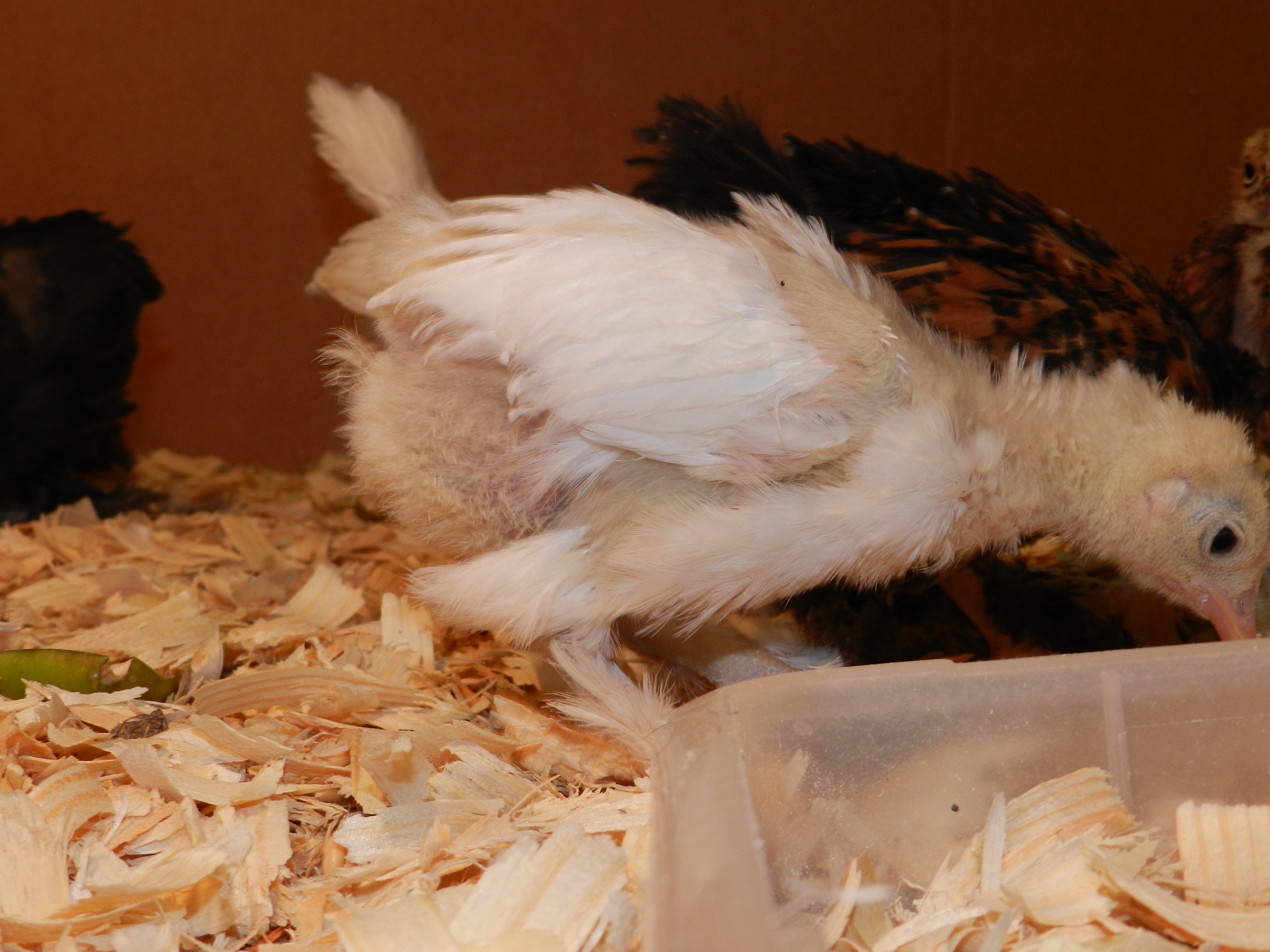 louise checking on food