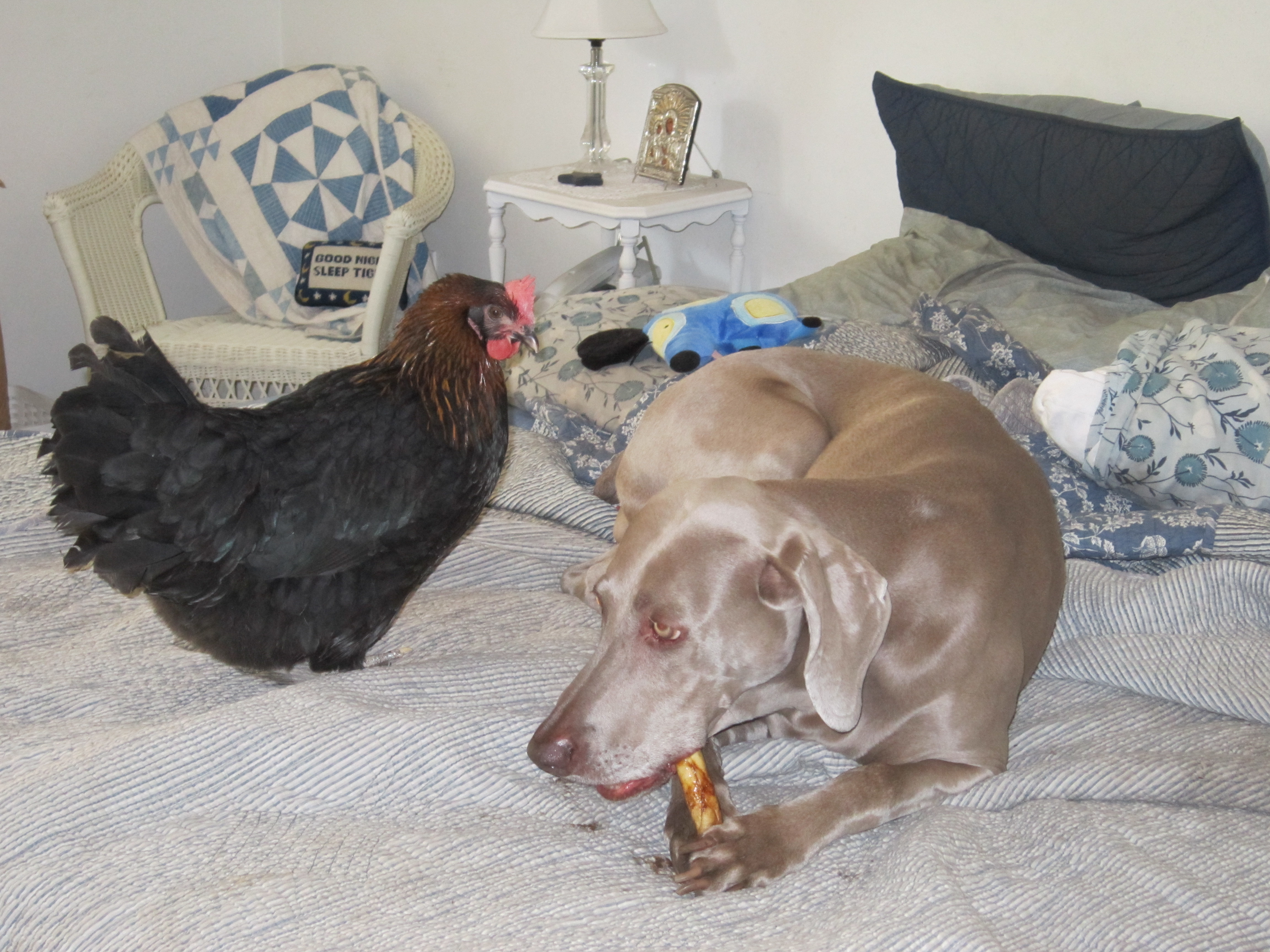 Louise is in love with Zoe and not the least bit afraid of her.  Some bird dog.....